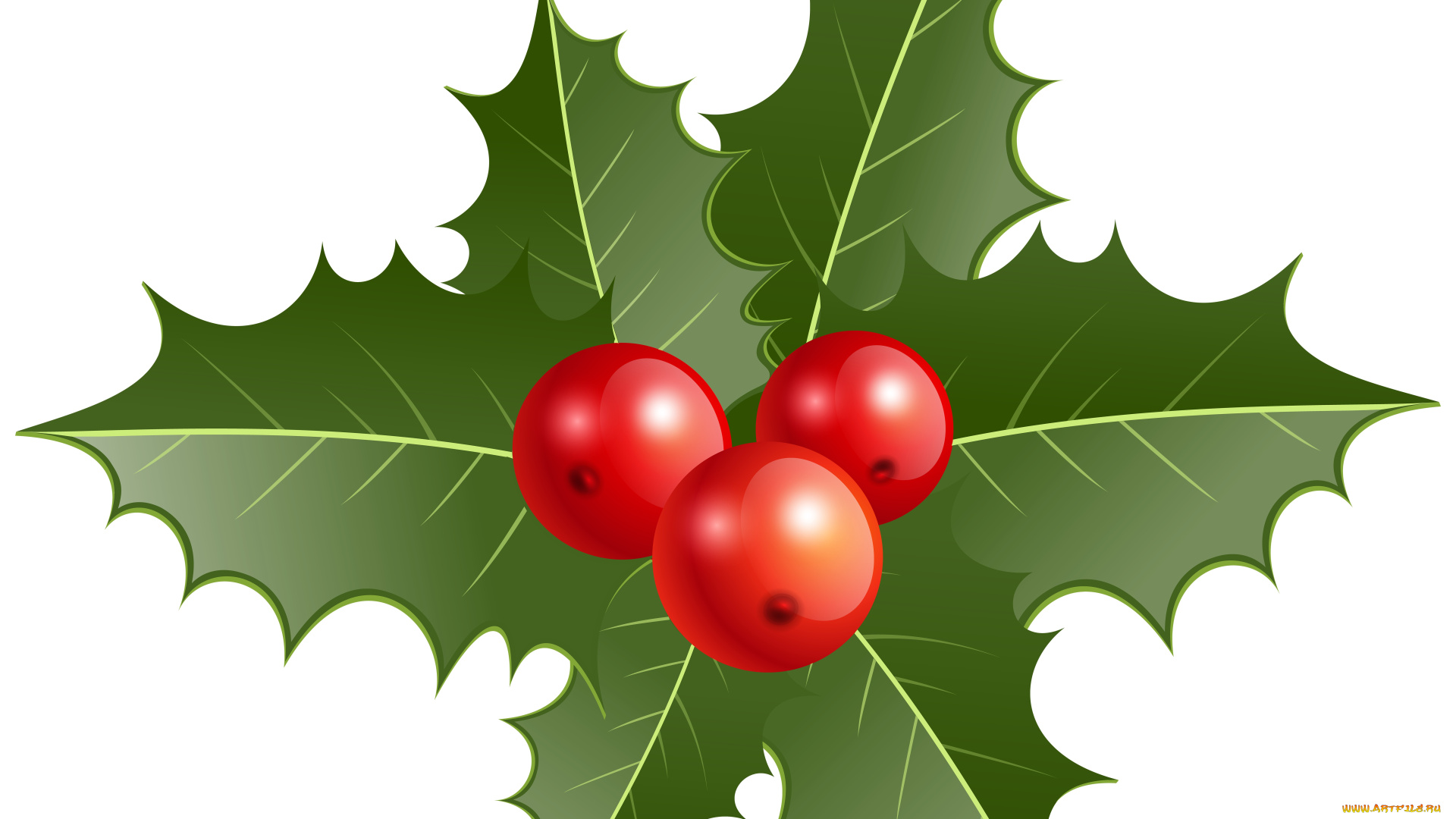векторная, графика, цветы, , flowers, ягоды, фон, листья