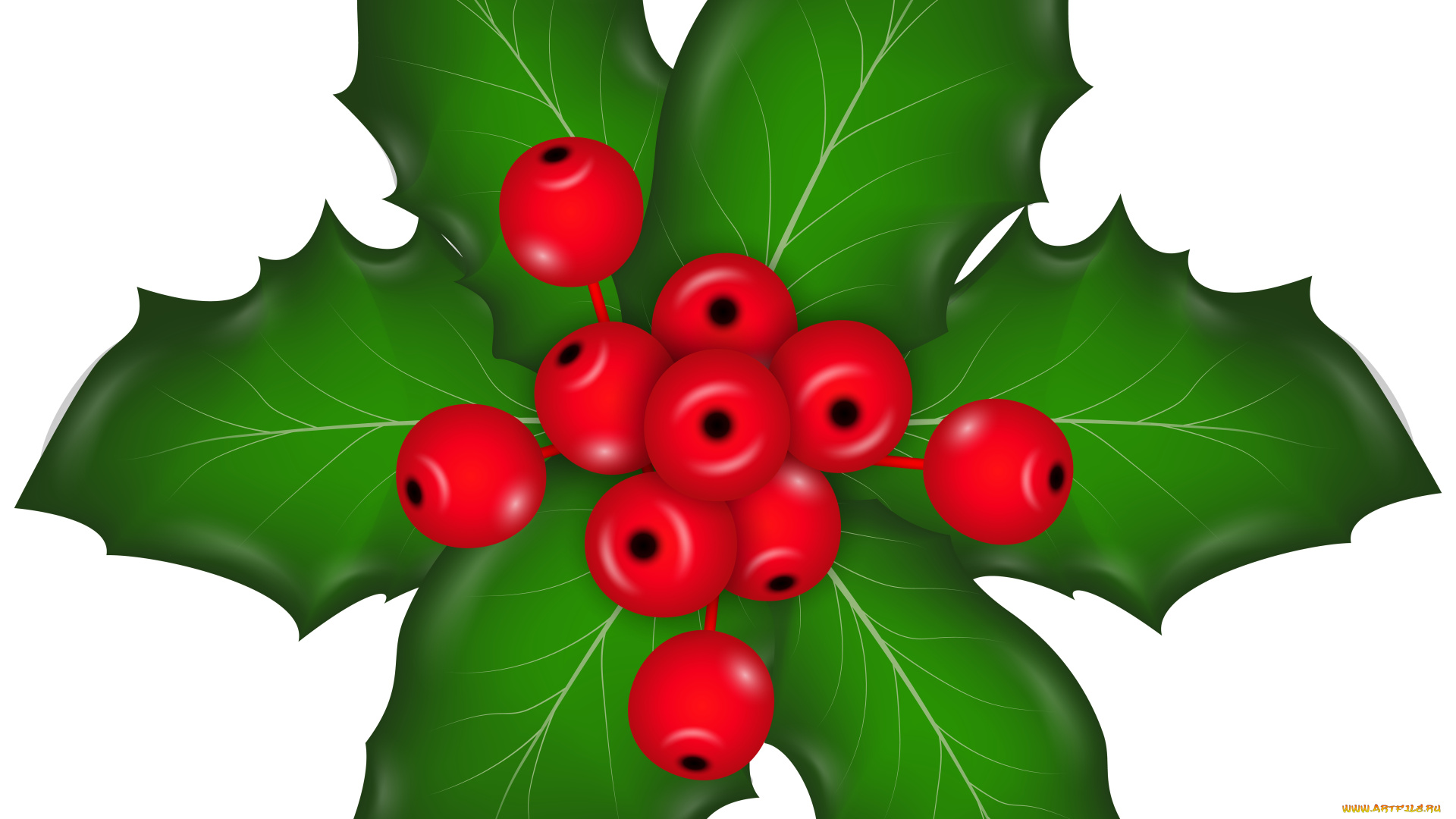 векторная, графика, цветы, , flowers, ягоды, фон, листья