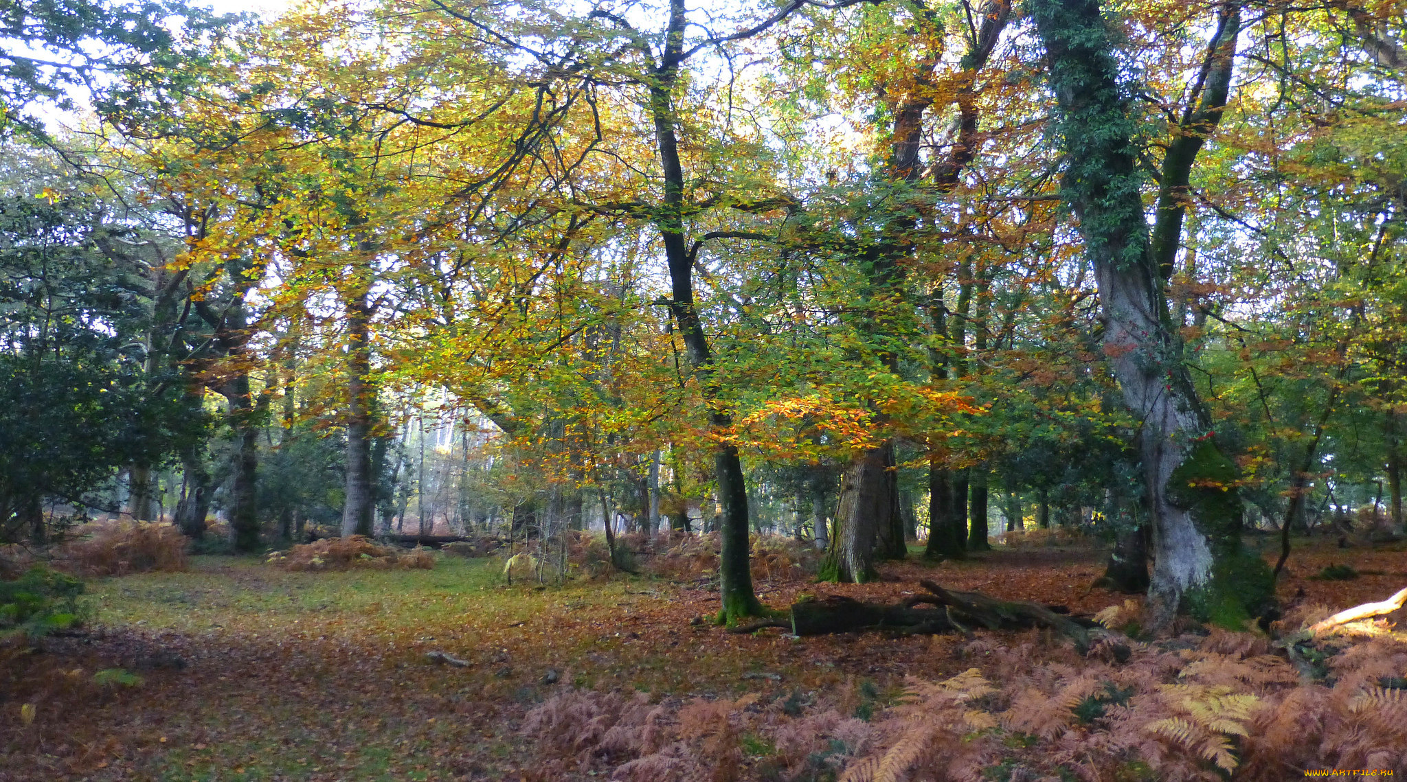 природа, лес, простор