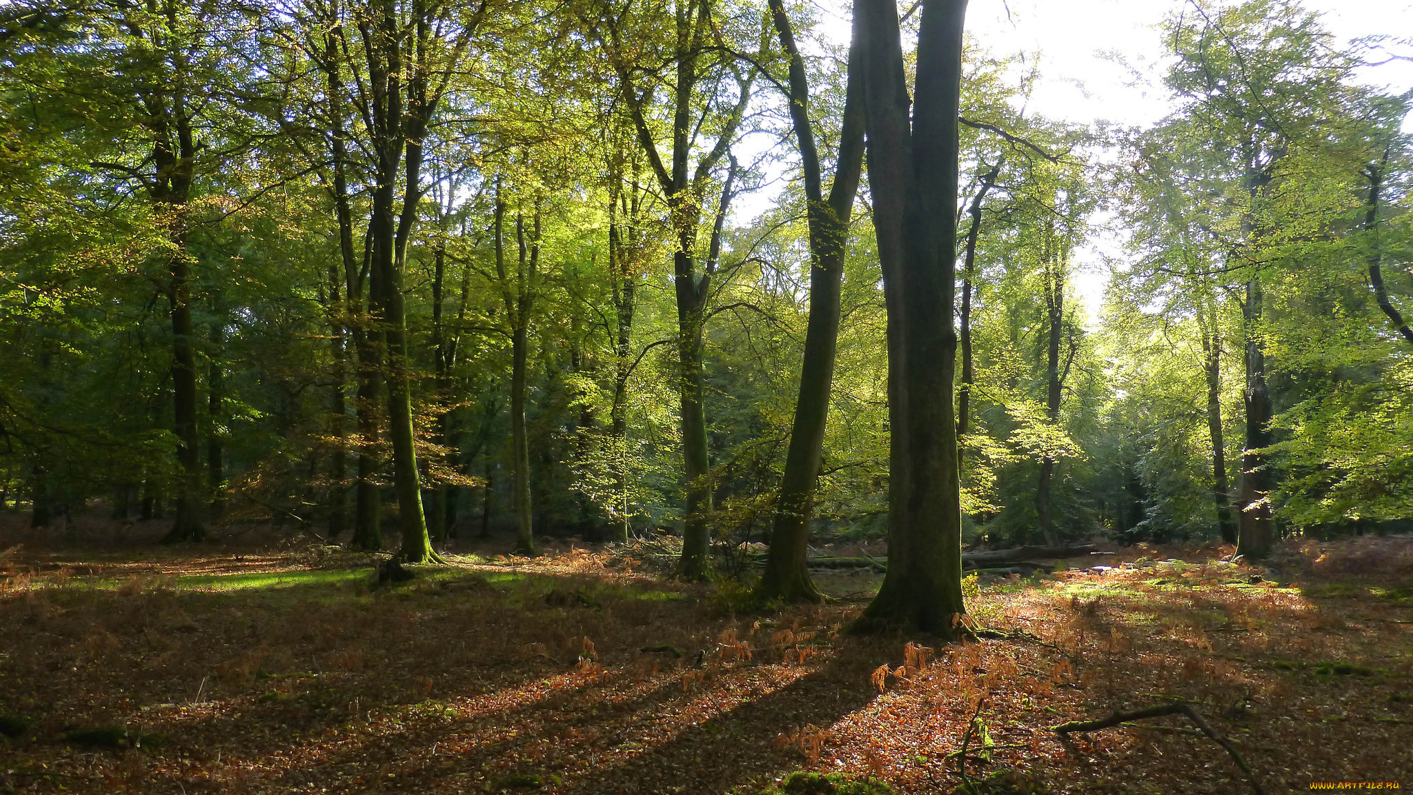 природа, лес, простор