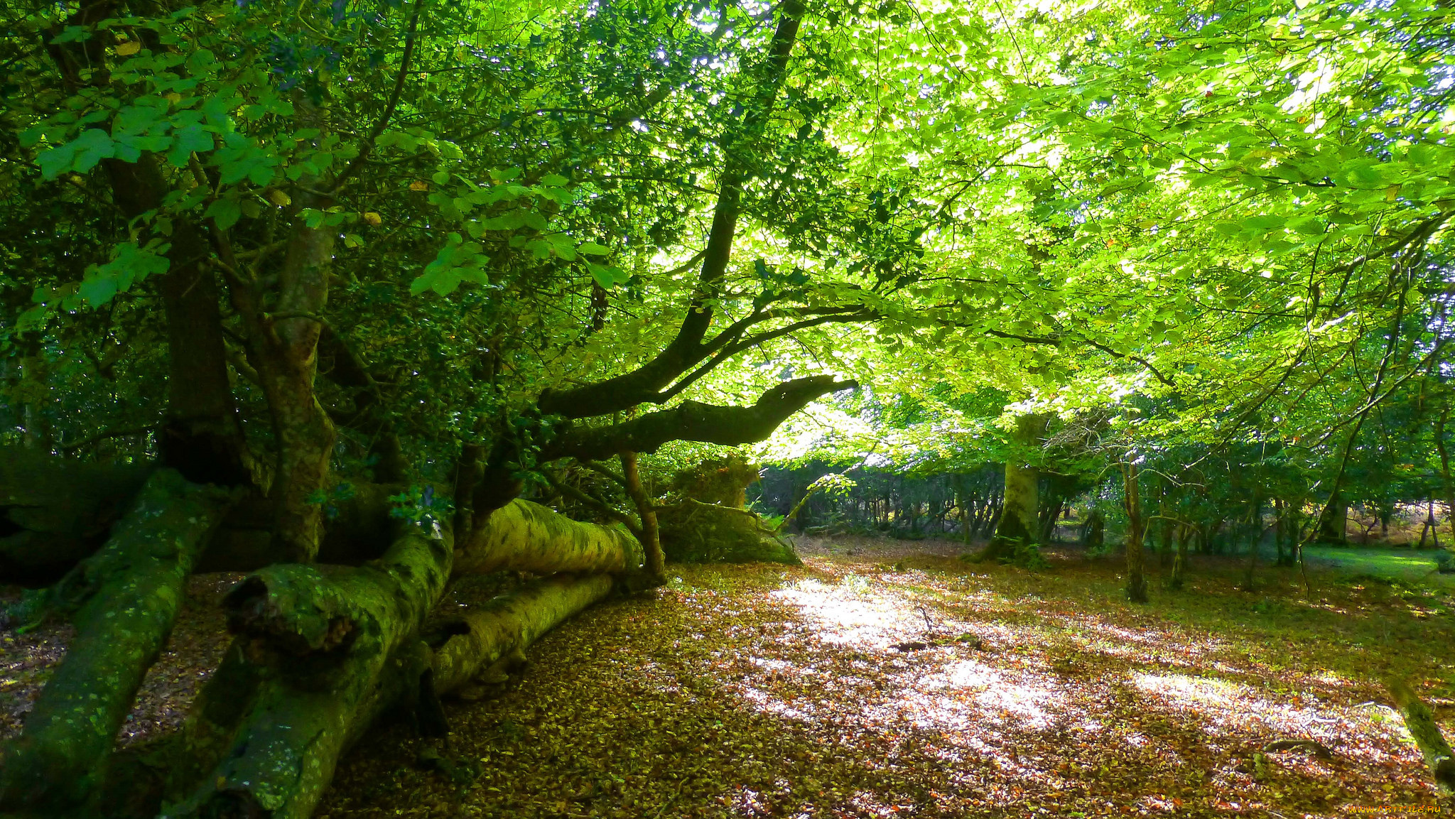 природа, реки, озера, простор