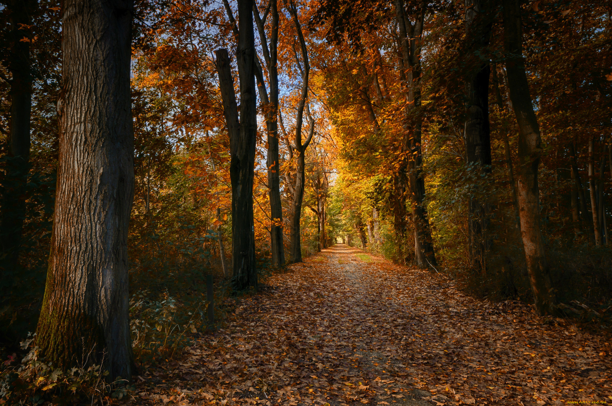 природа, лес, простор