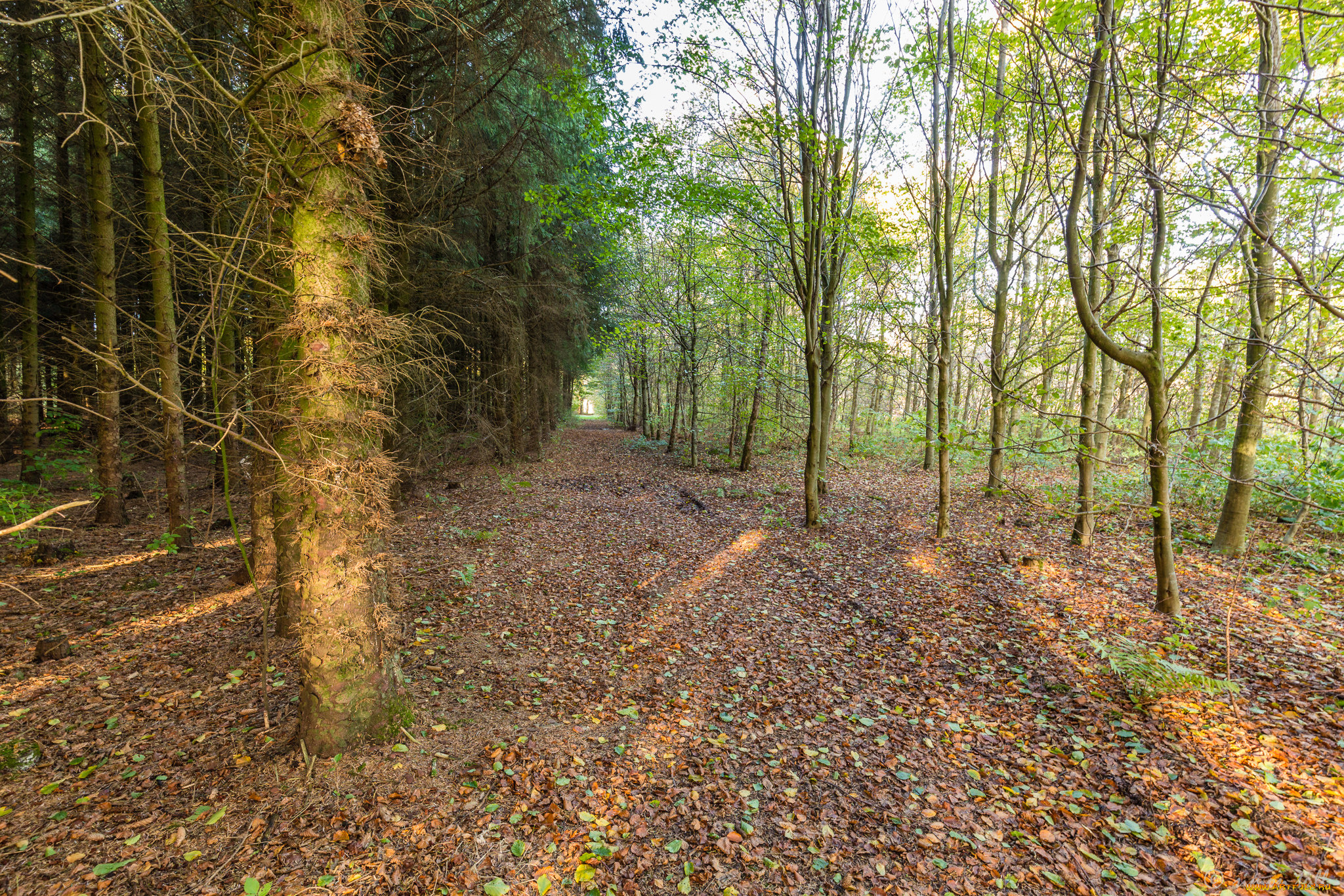 природа, лес, простор