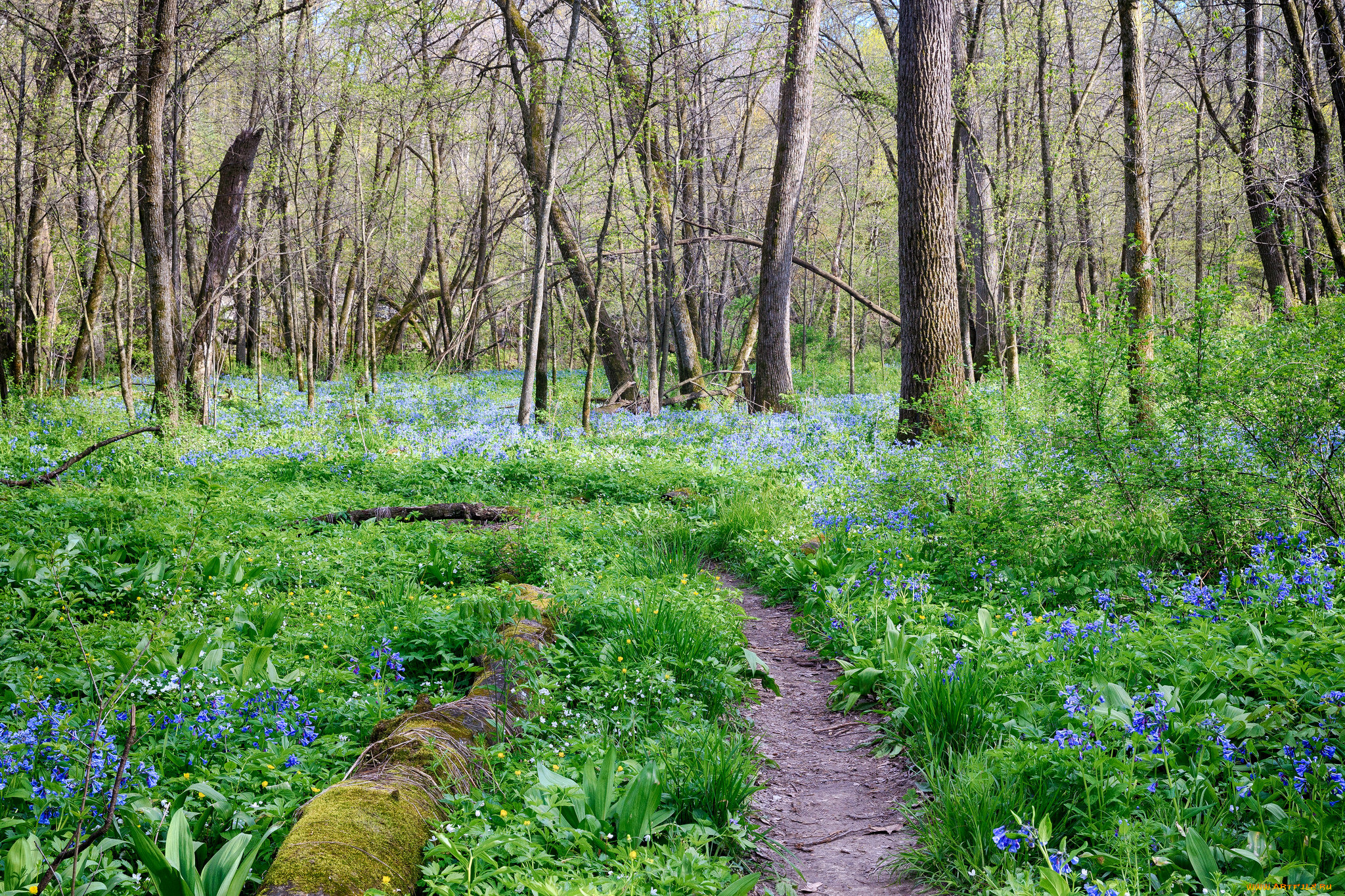природа, лес, простор