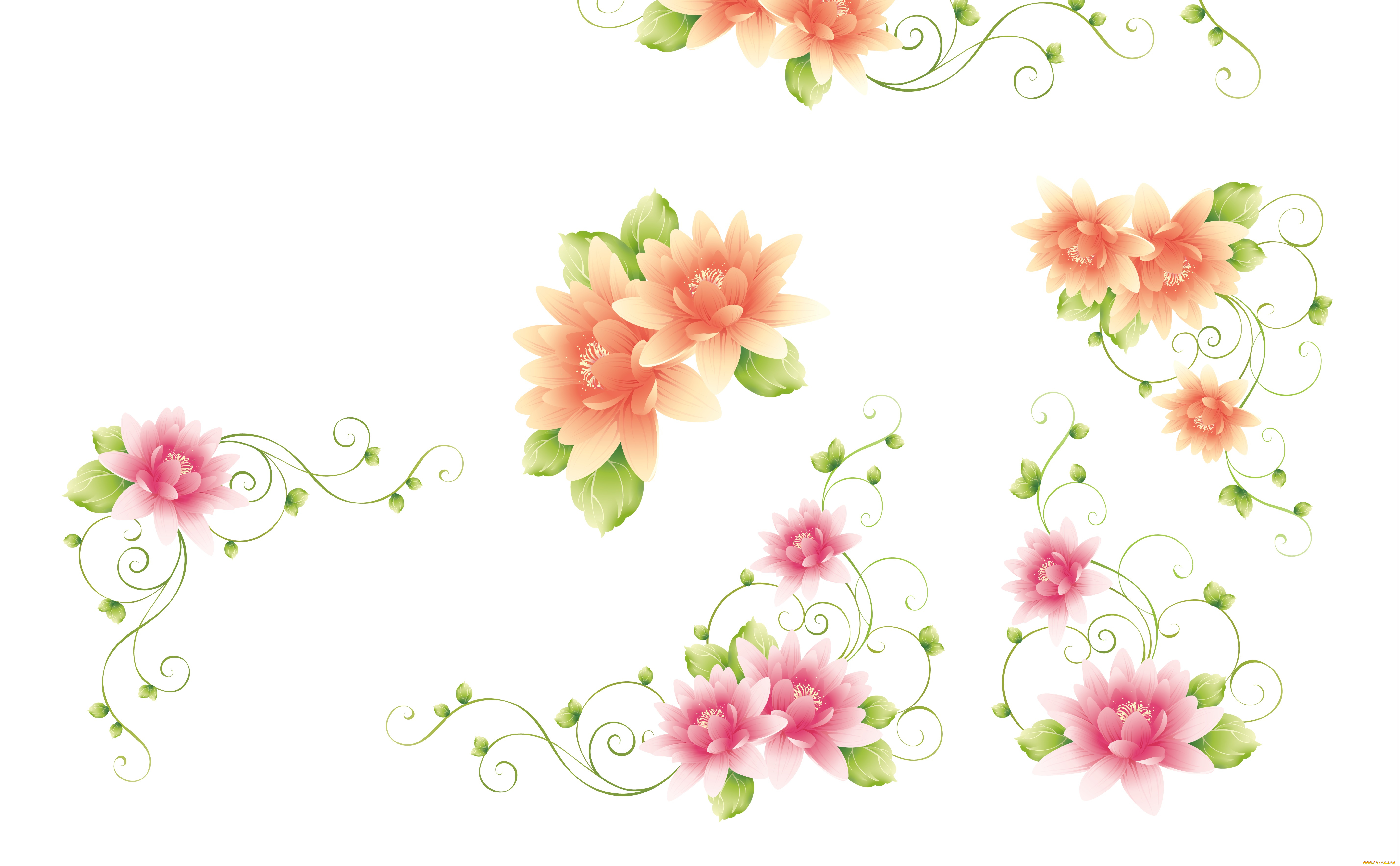 векторная, графика, цветы, , flowers, фон, цветы