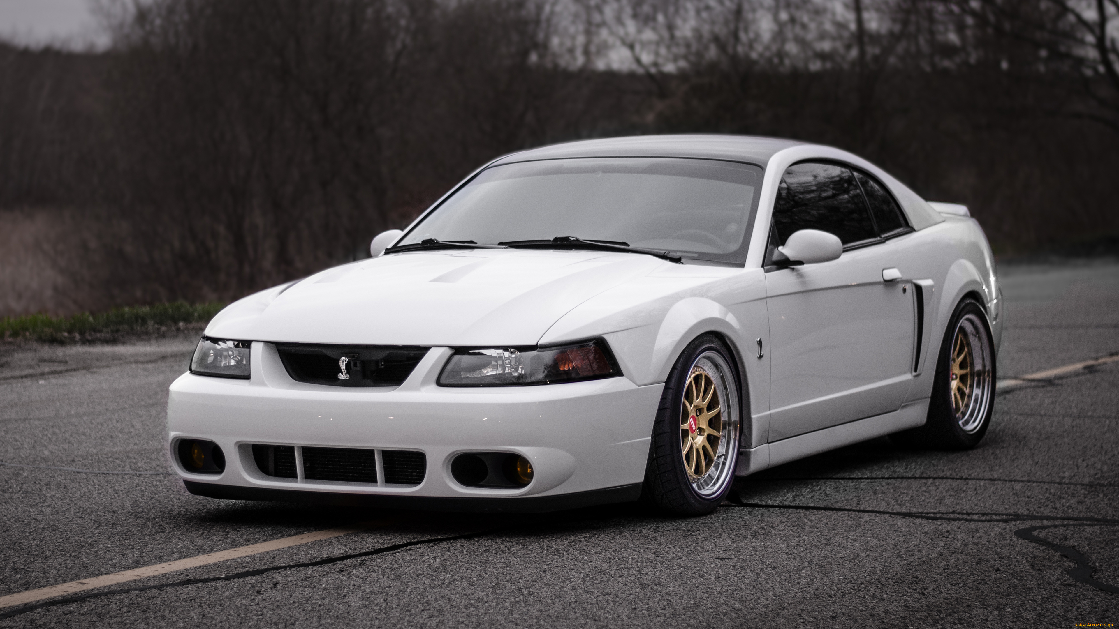 автомобили, mustang, ford, shelby, cobra