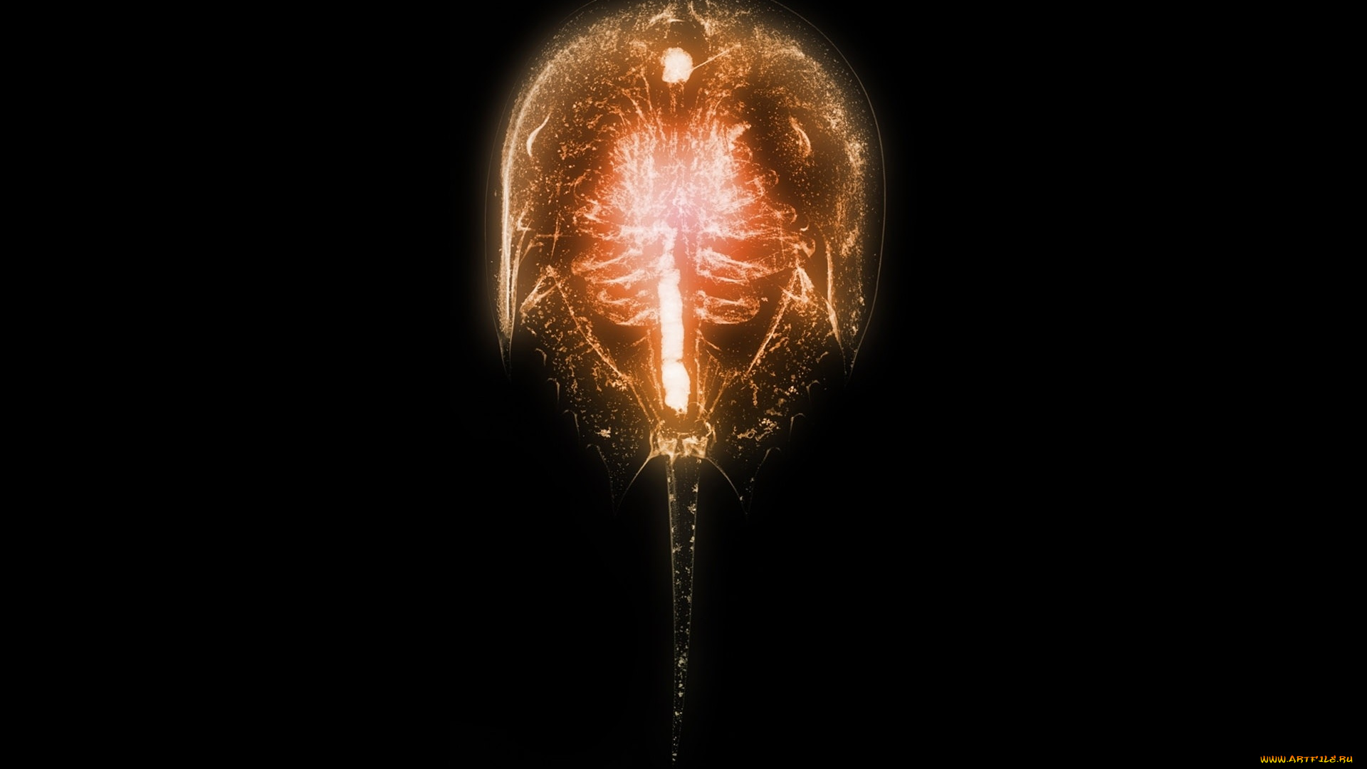 разное, кости, , рентген, животное