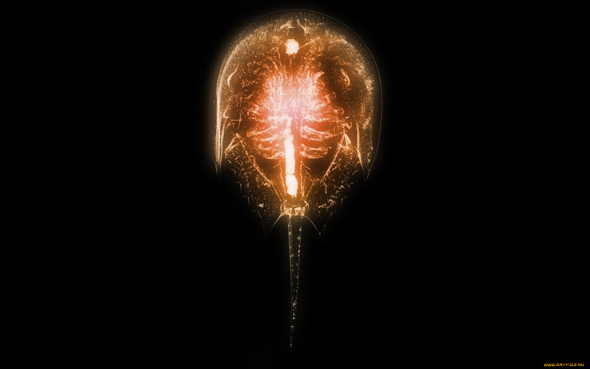 разное, кости, , рентген, животное