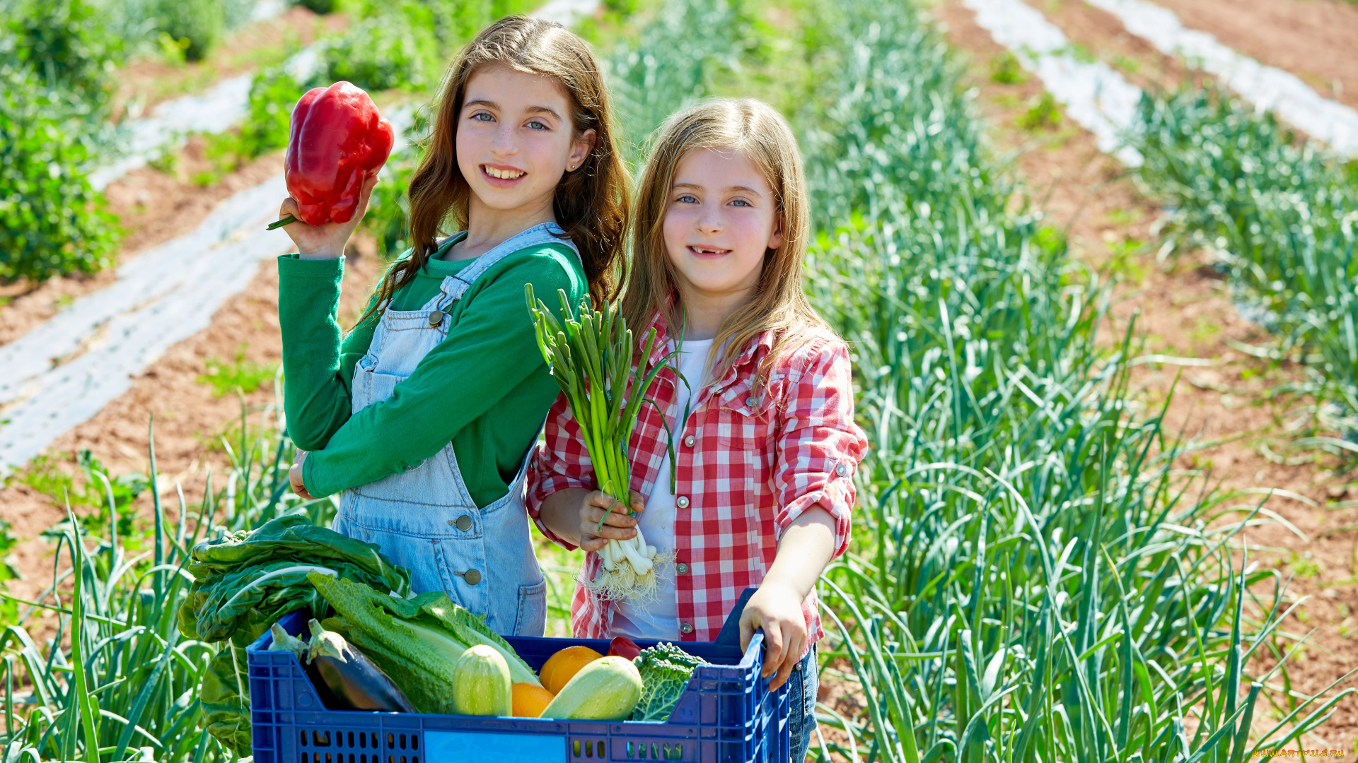 разное, дети, девочки, поле, урожай