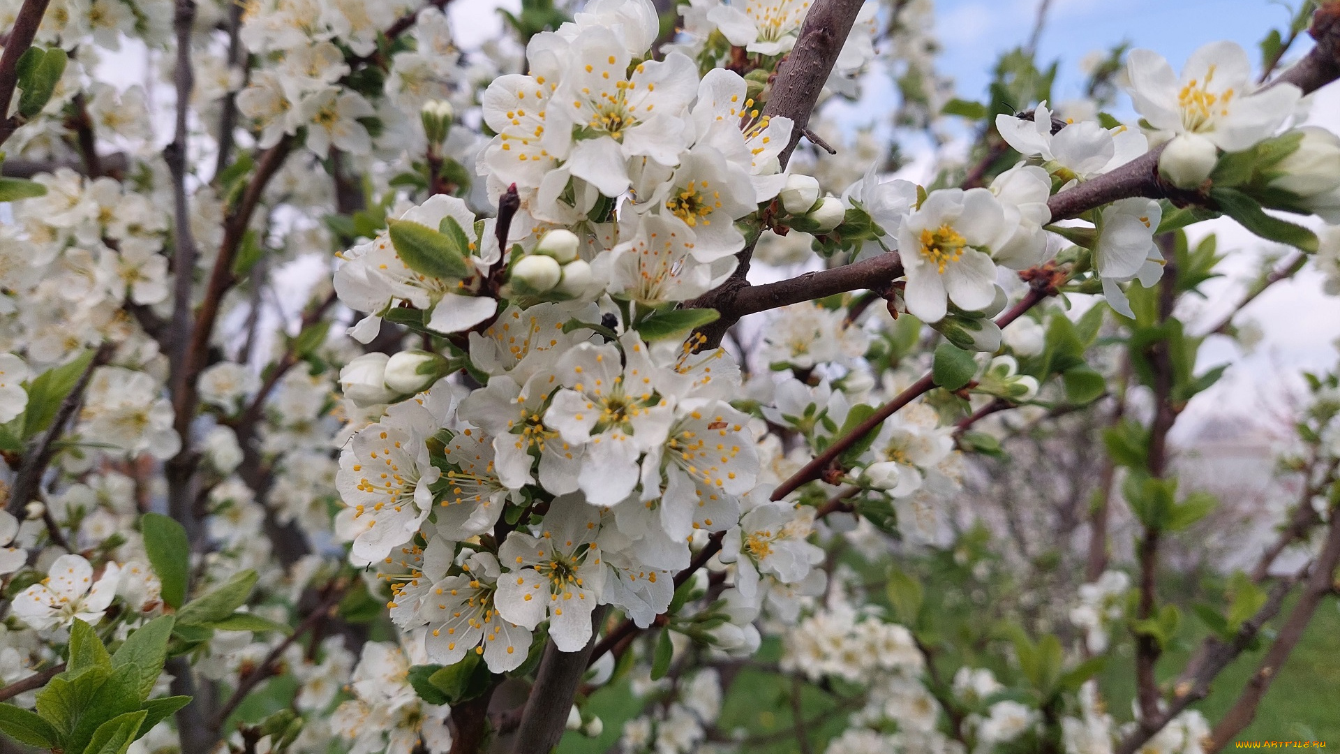 цветы, цветущие, деревья, , , кустарники, слива