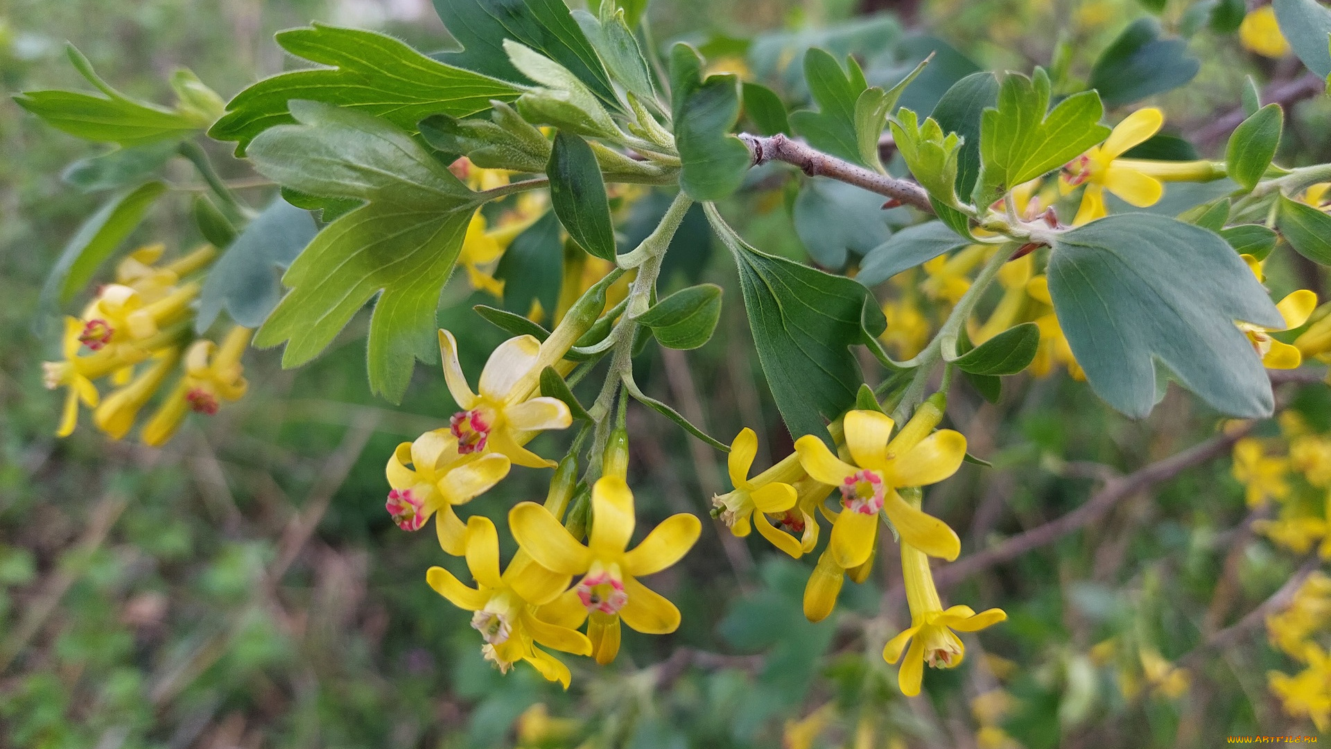 цветы, цветущие, овощи, , ягоды, черная, смородина