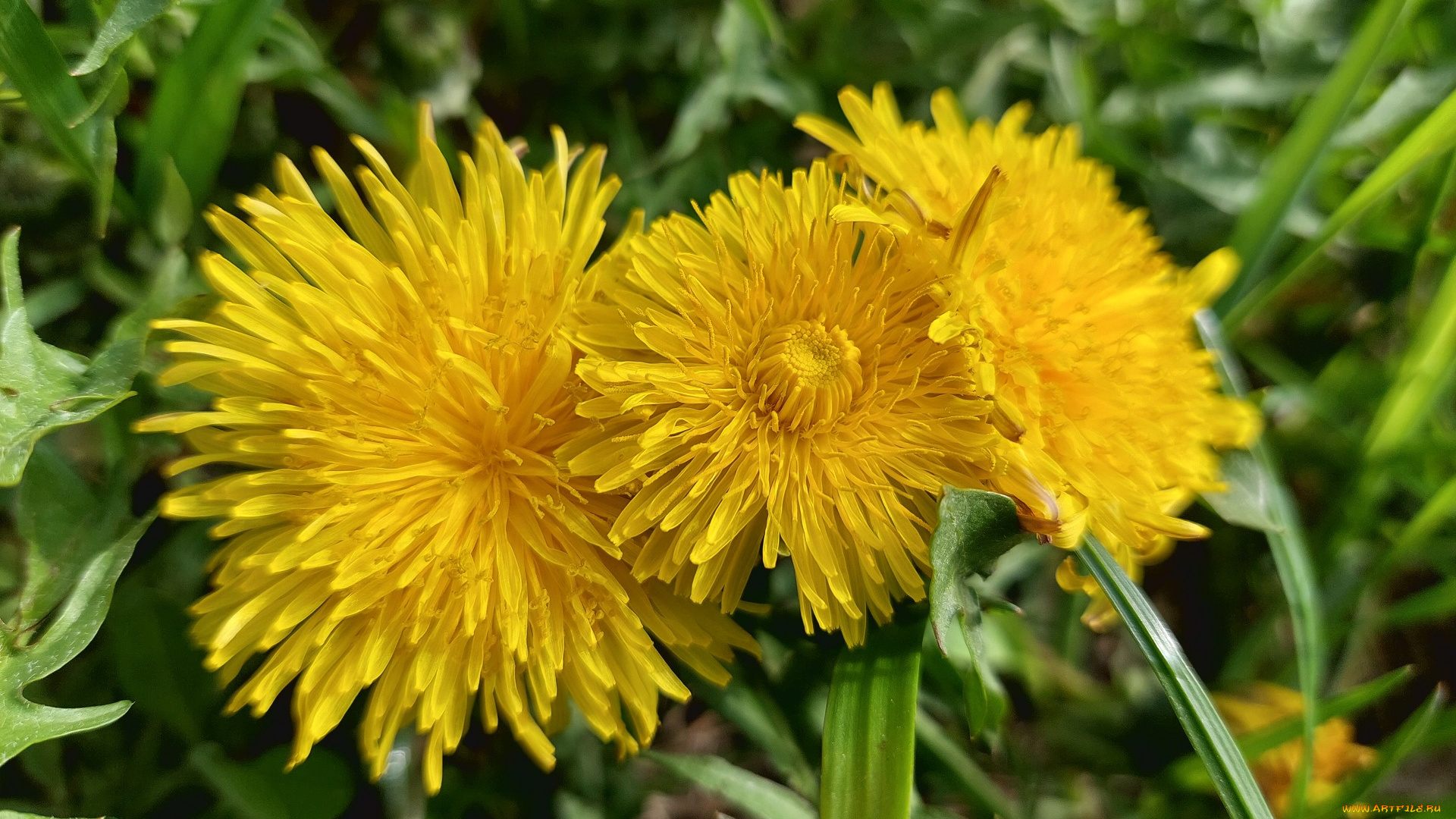 цветы, одуванчики