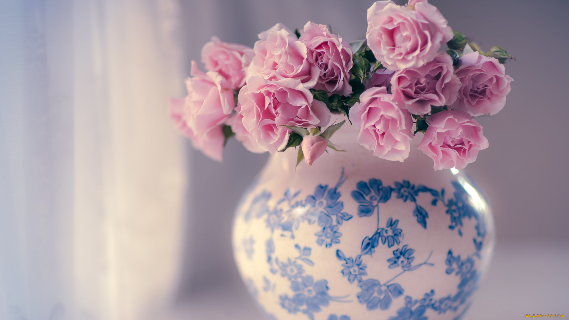 цветы, розы, розовые