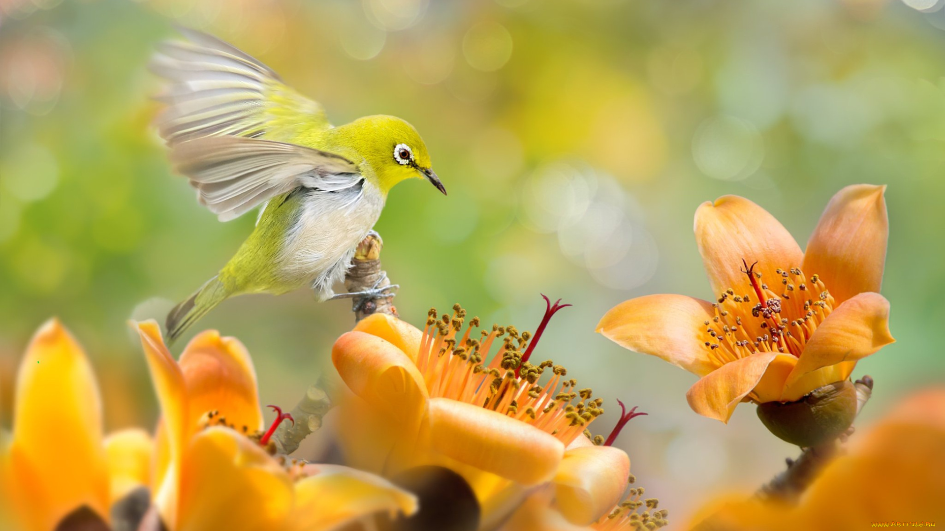 животные, белоглазки, белоглазка