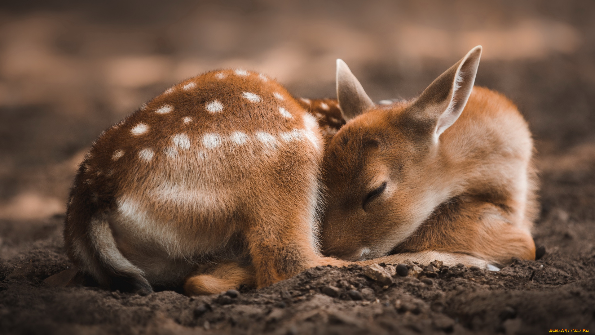 животные, олени, природа, фон, оленёнок