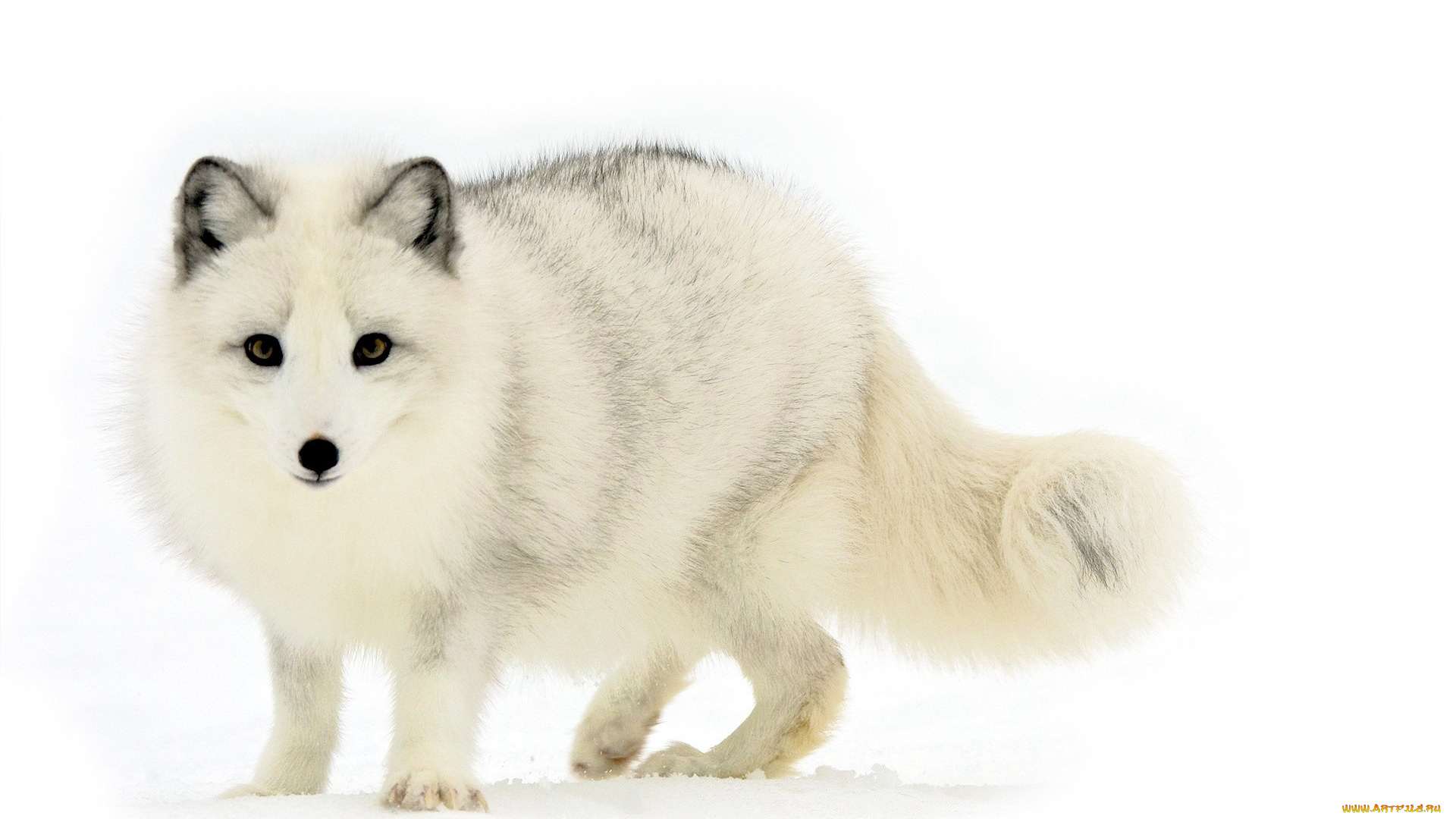 животные, песцы, песец, снег