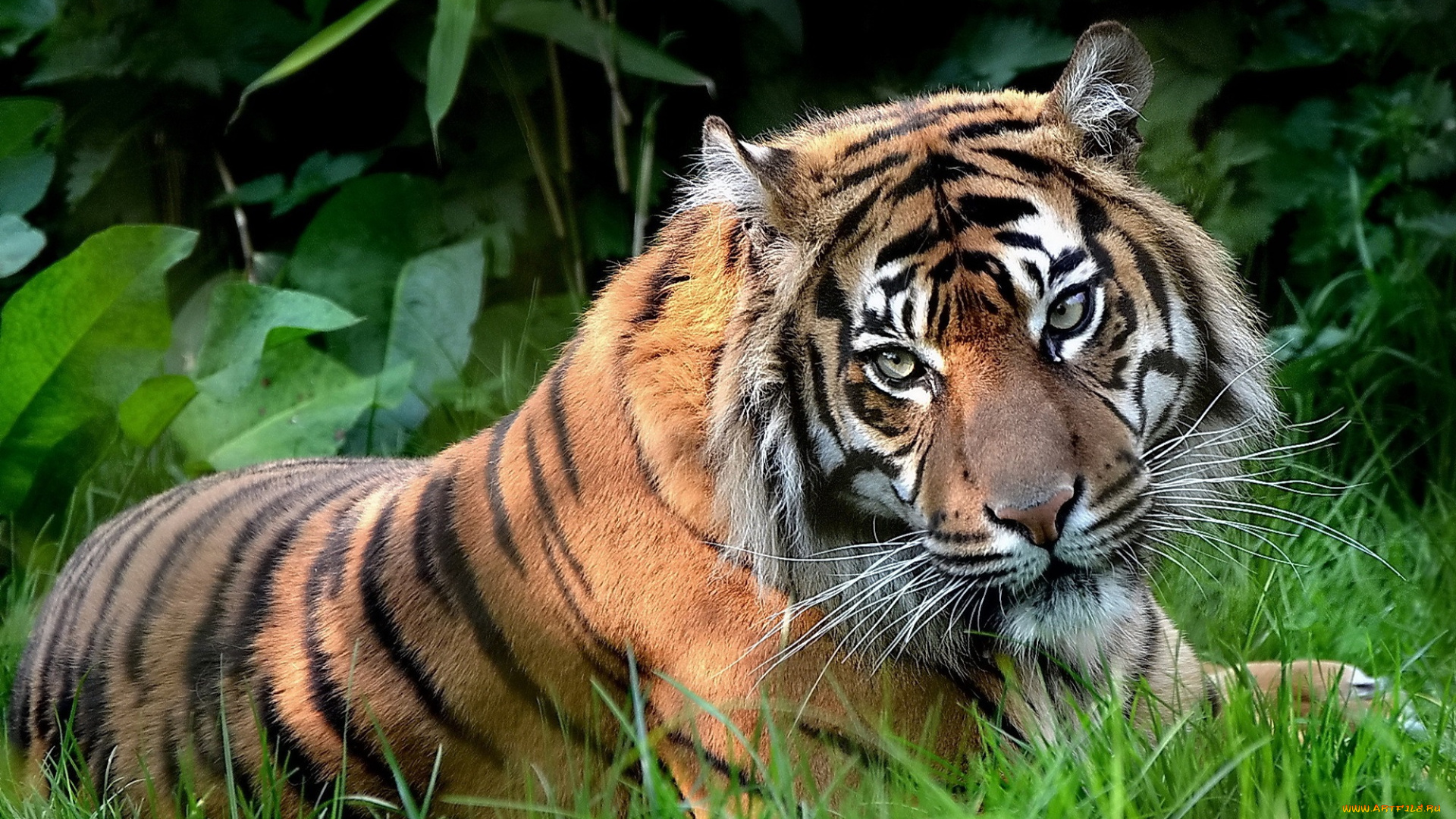 животные, тигры, тигр