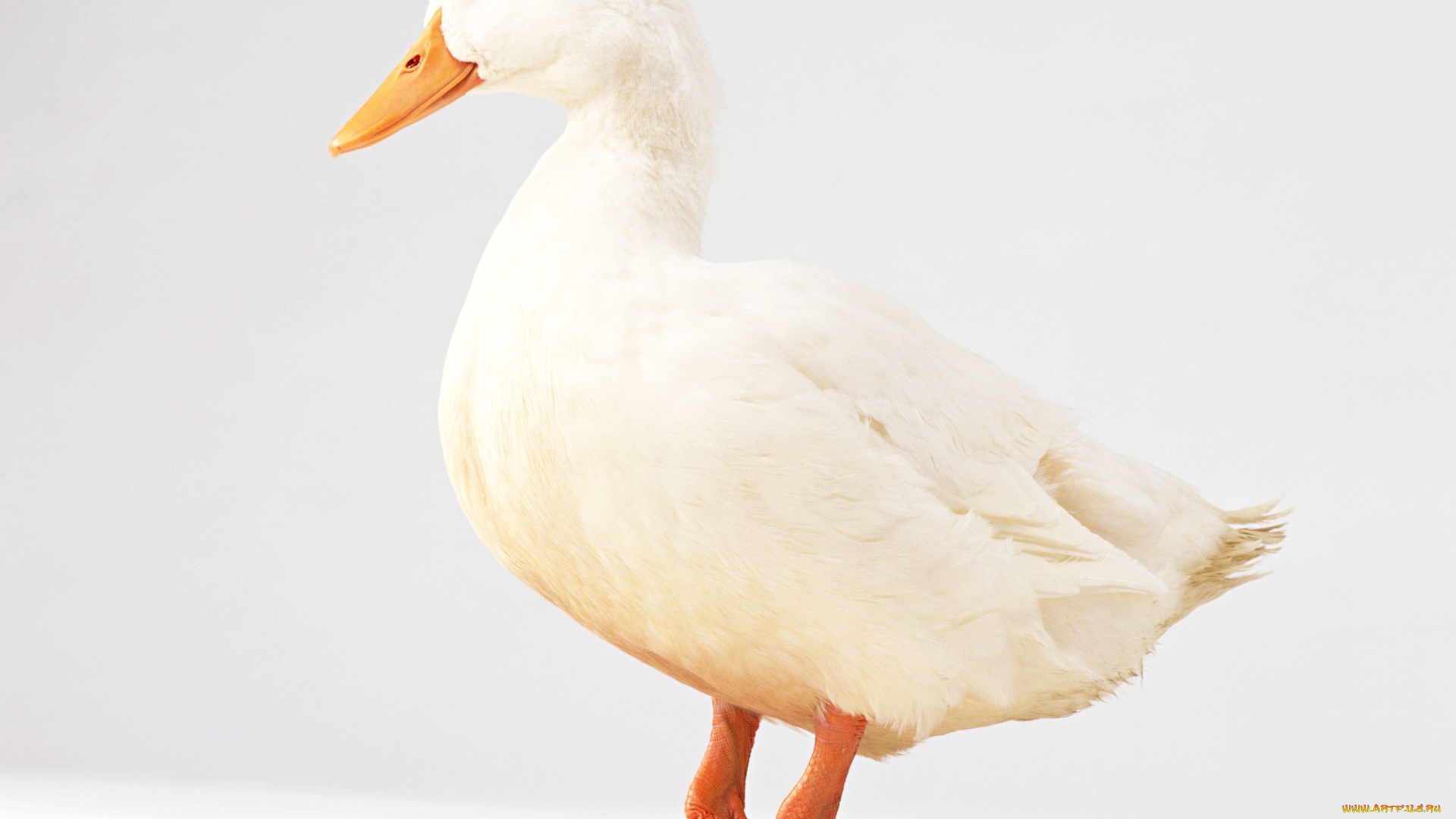 животные, утки, утка, белая