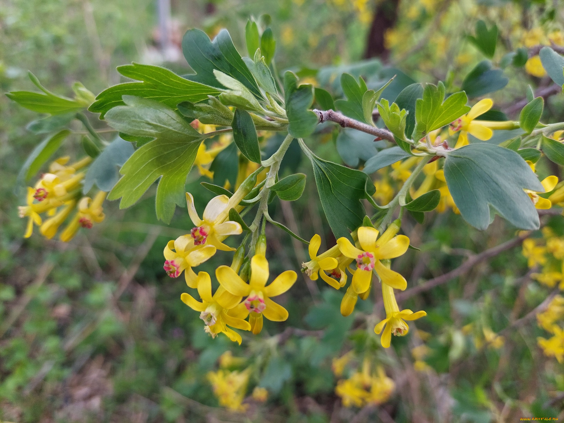 цветы, цветущие, овощи, , ягоды, черная, смородина