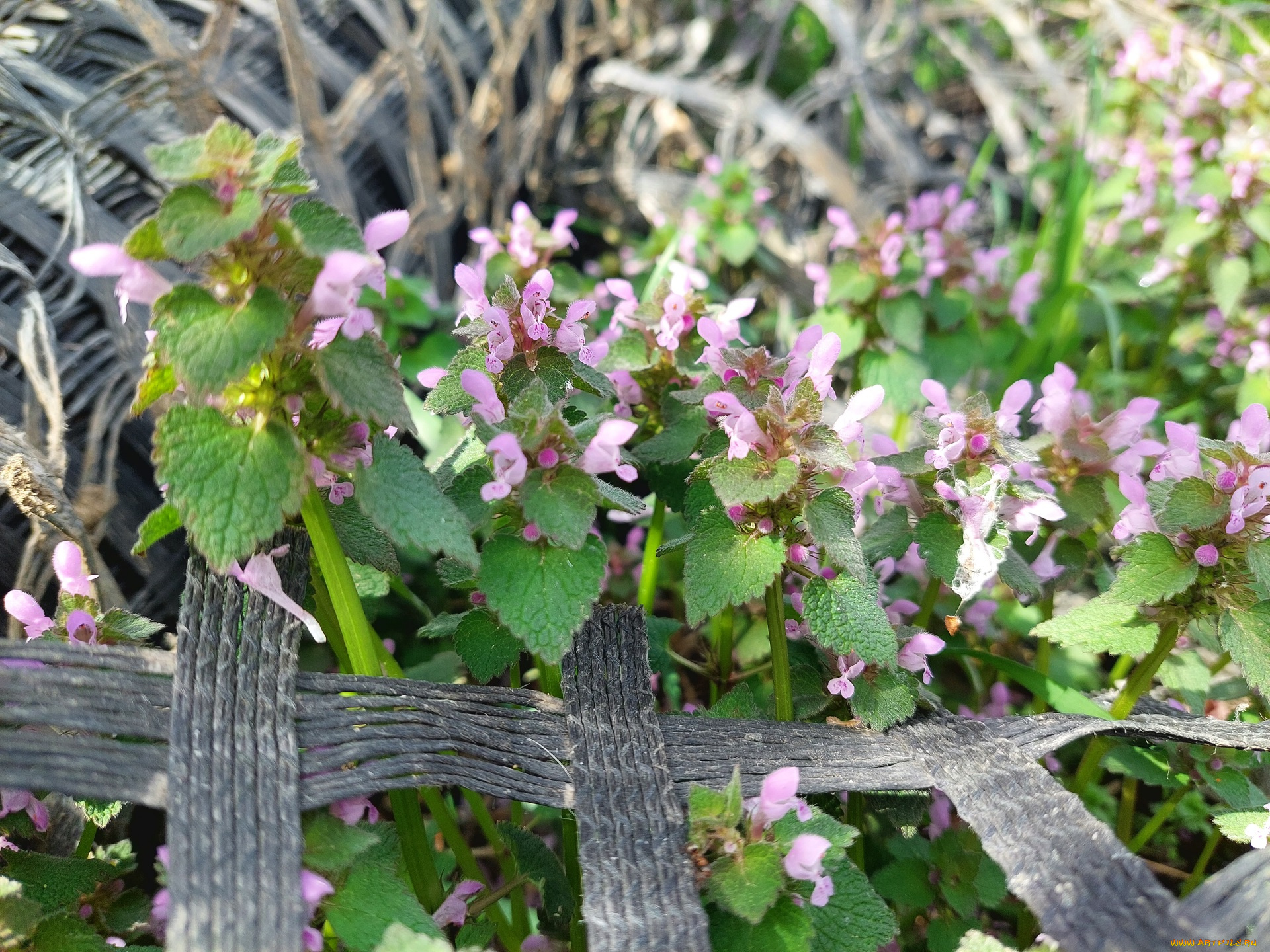 цветы, луговые, , полевые, , цветы, луг