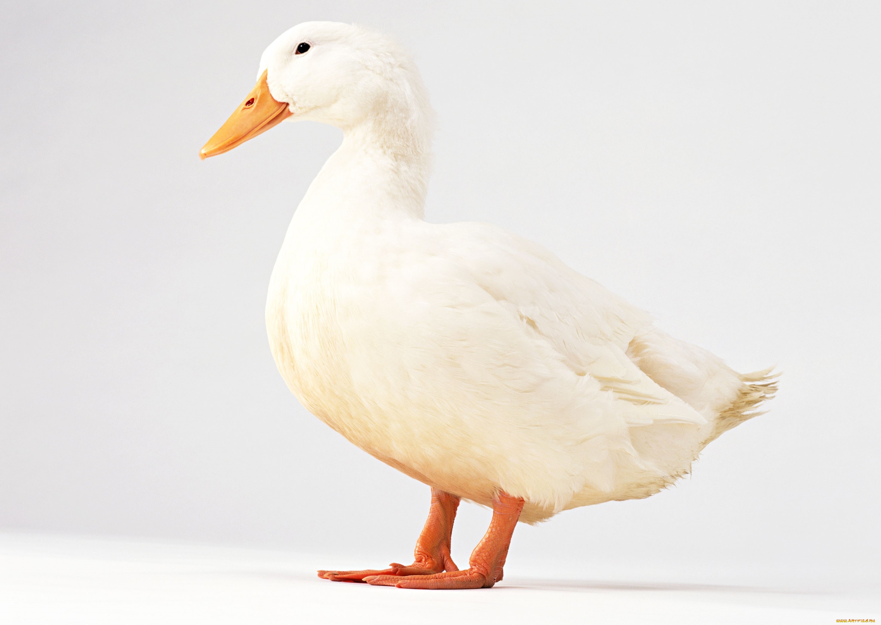 животные, утки, утка, белая