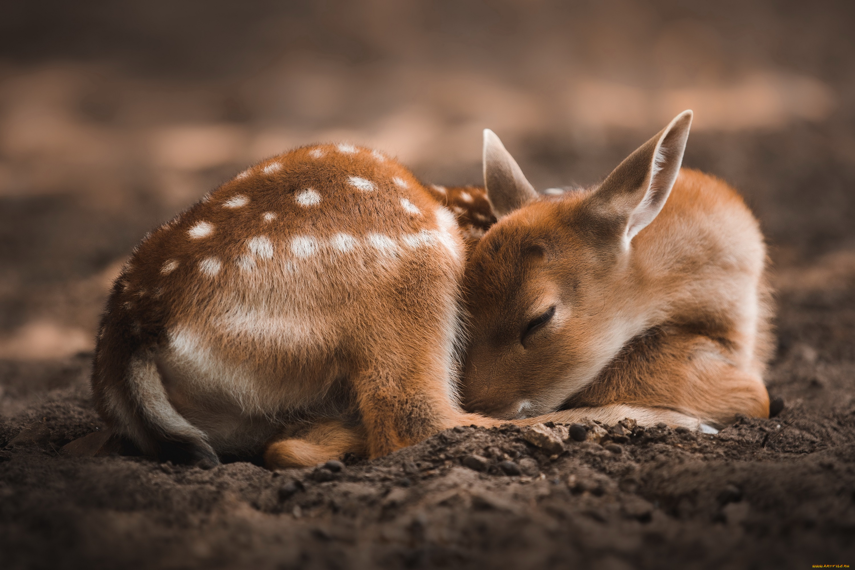 животные, олени, природа, фон, оленёнок