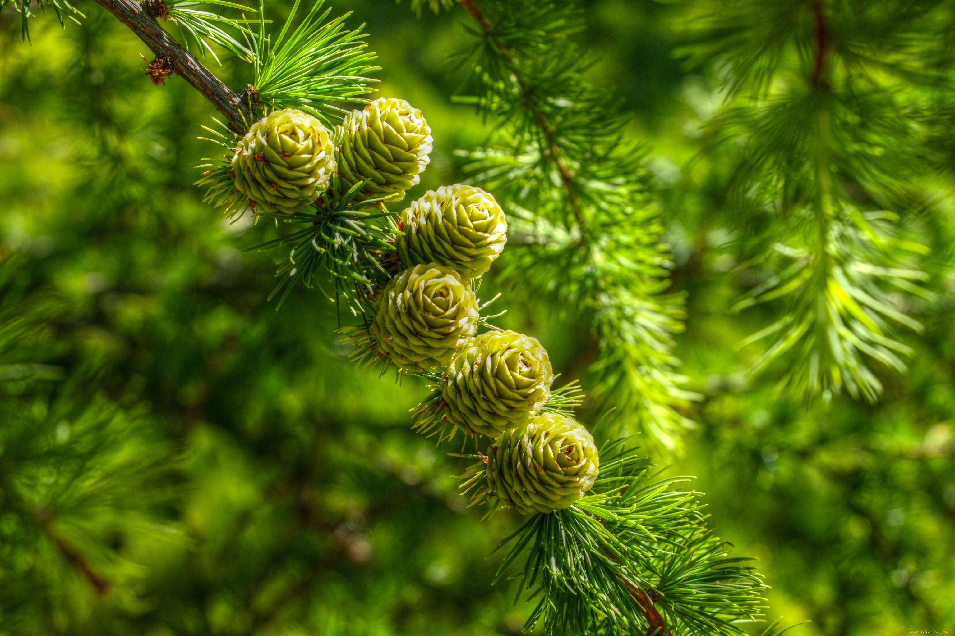 природа, деревья, cones, pine, twig