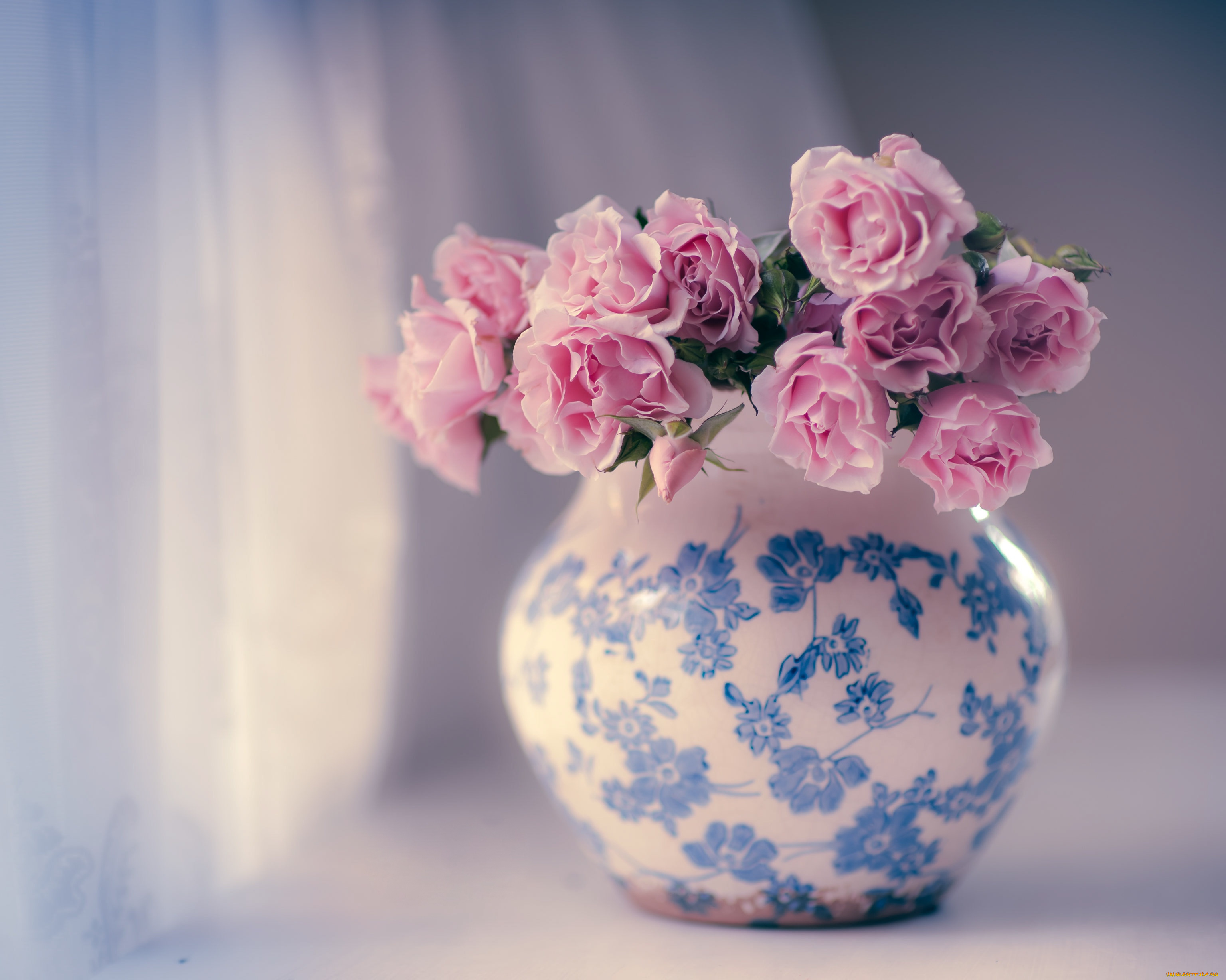 цветы, розы, розовые