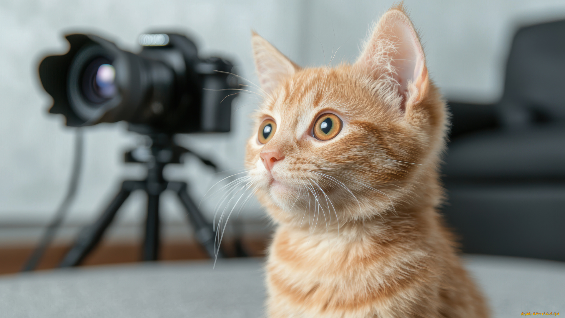 3д, графика, животные, , animals, кот, кошка