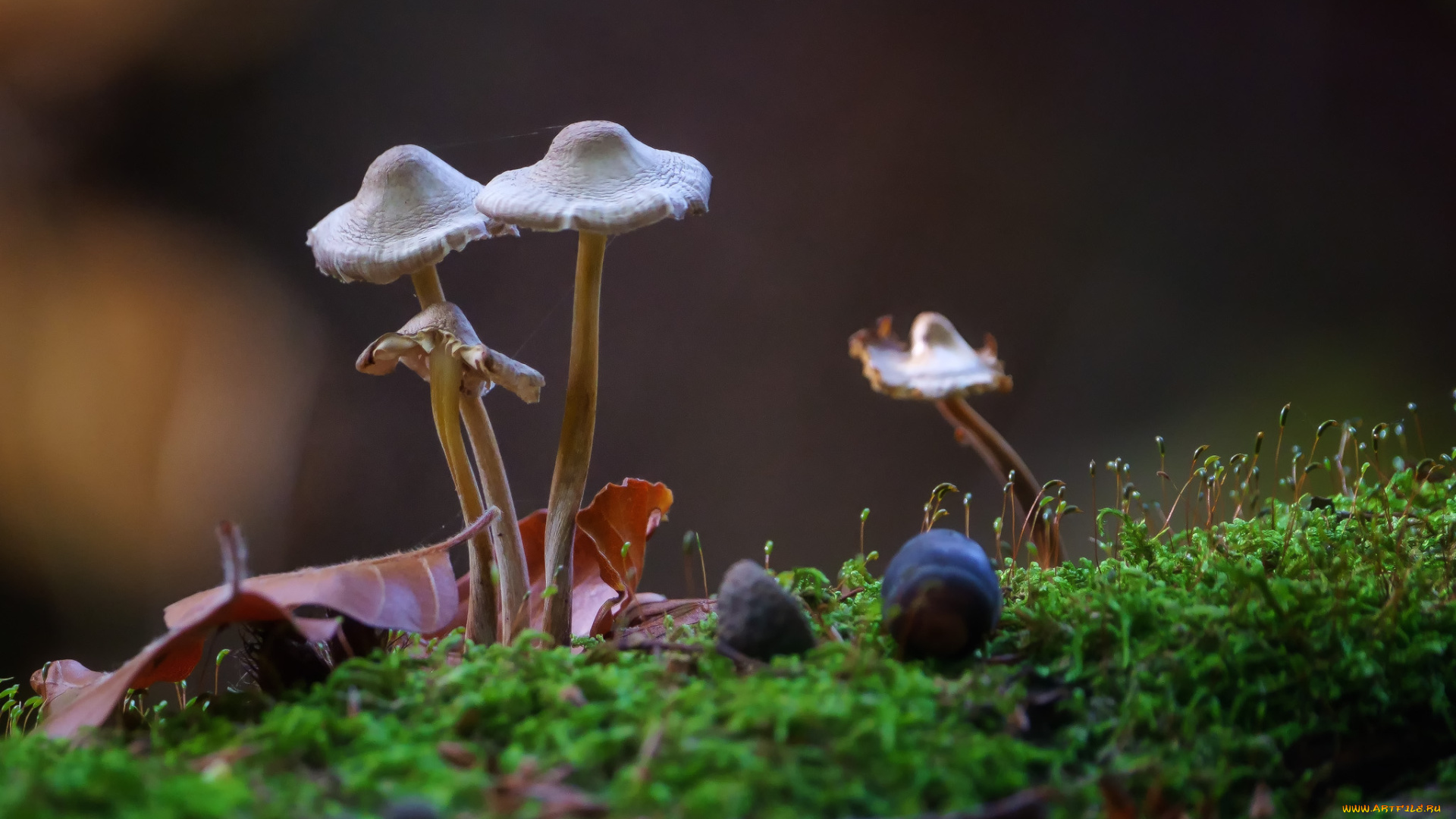 природа, грибы