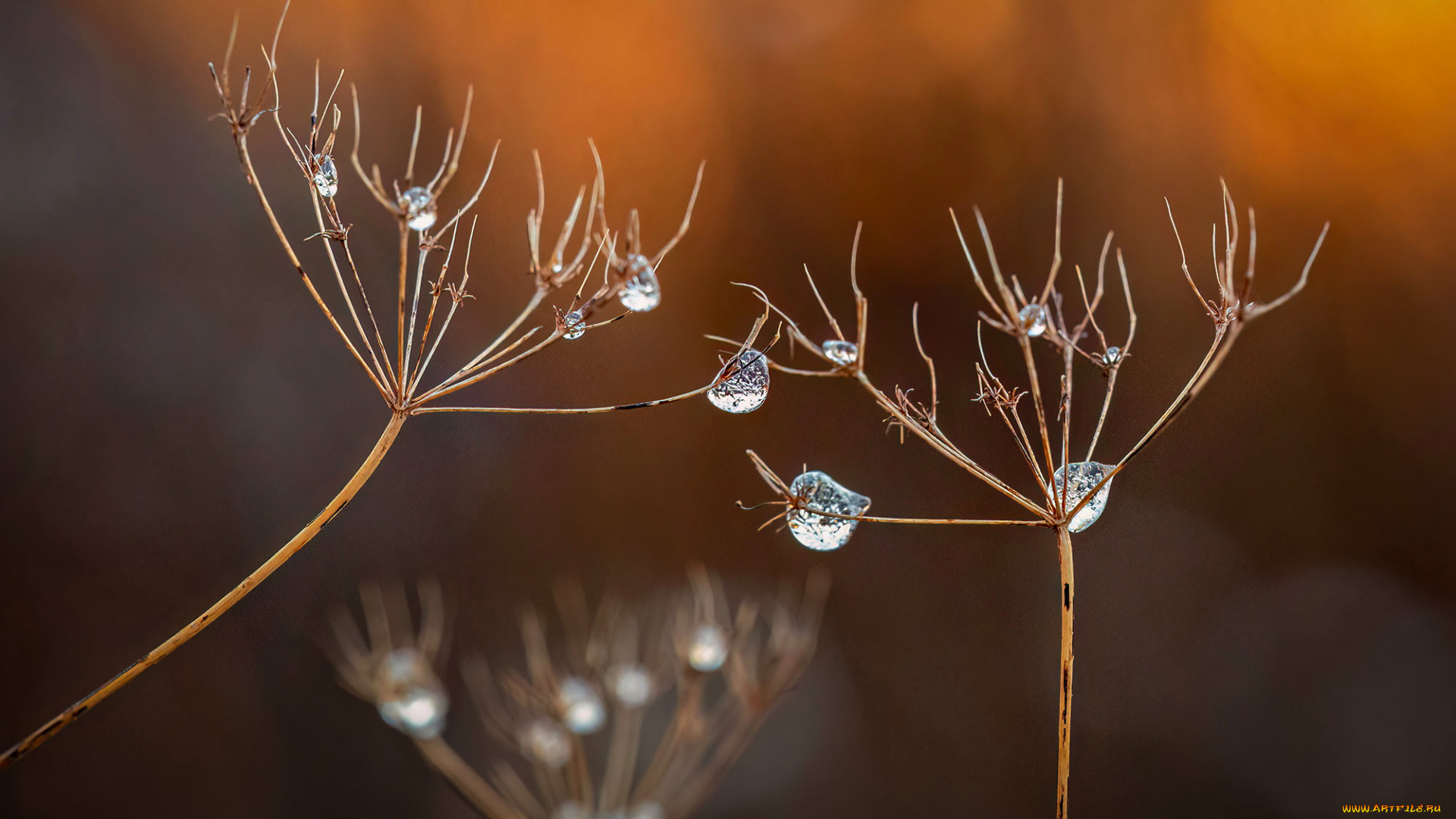 природа, макро, капли