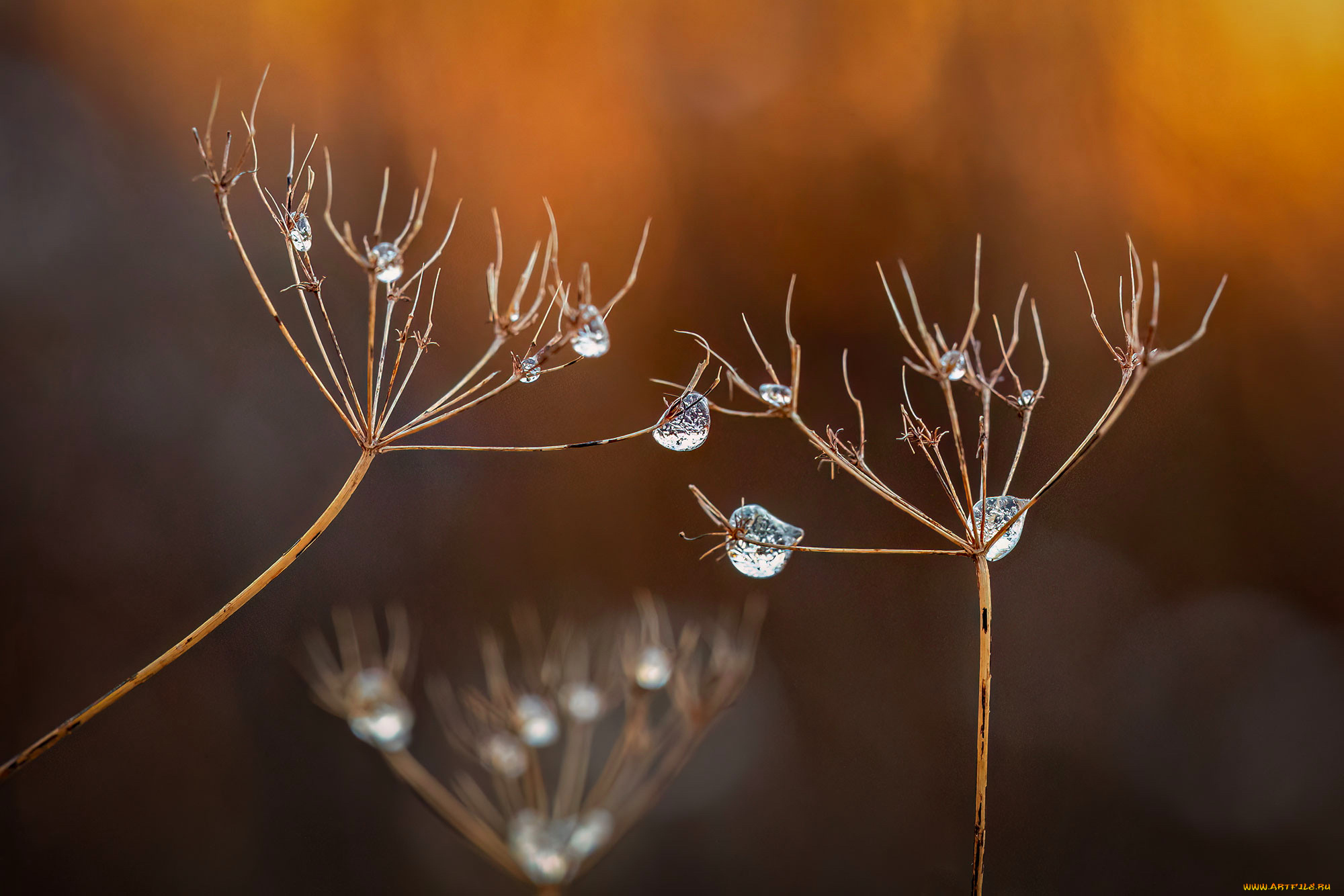 природа, макро, капли