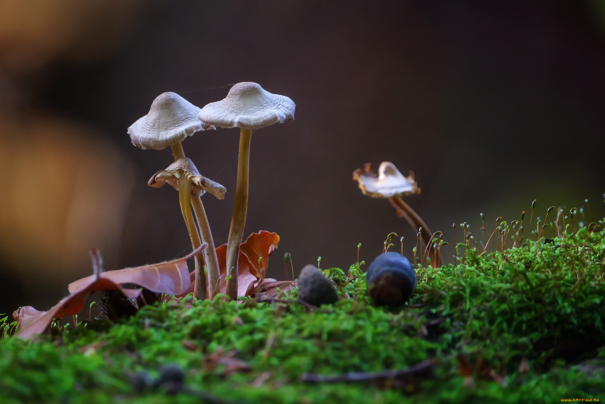 природа, грибы