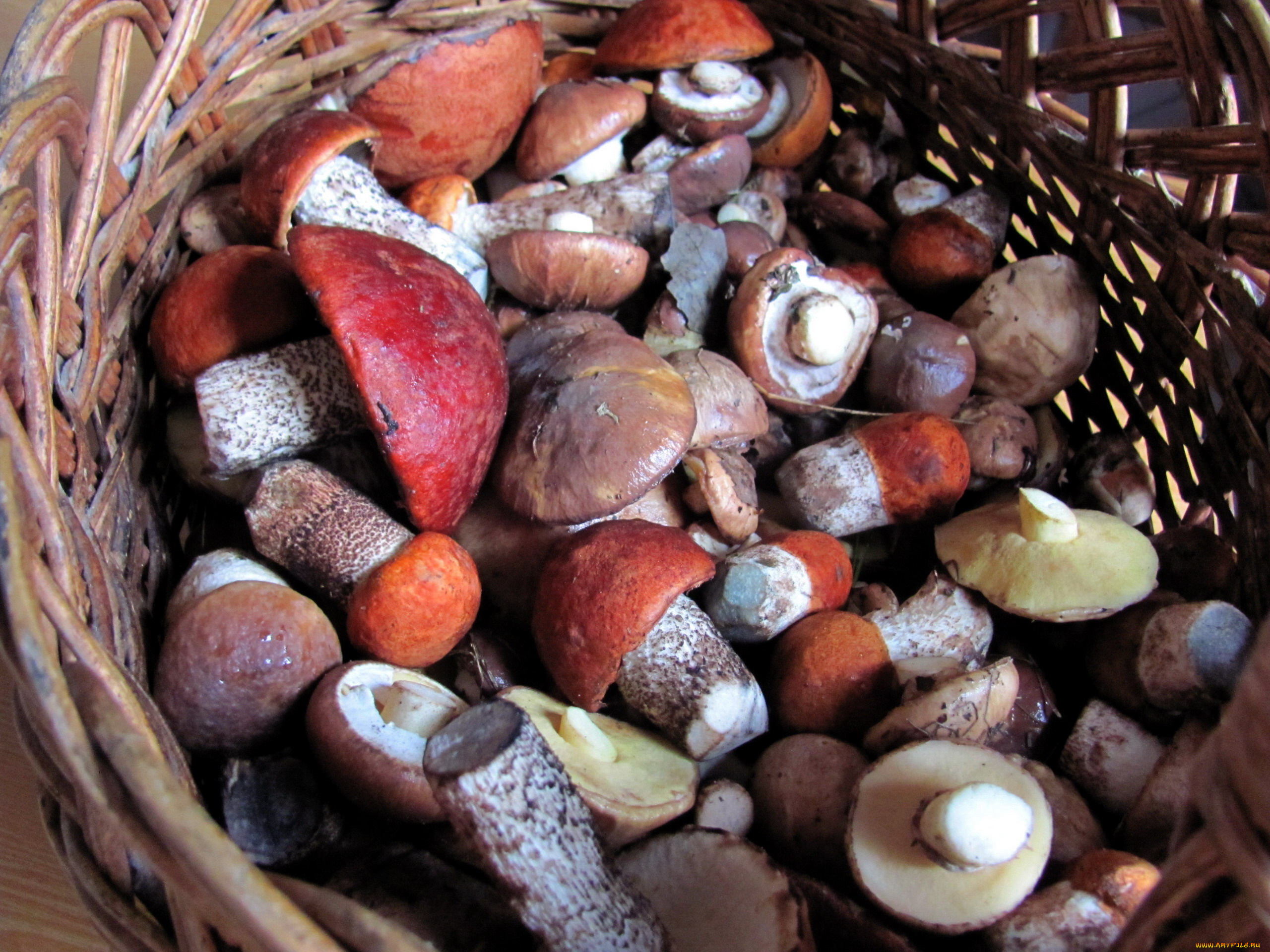 еда, грибы, , грибные, блюда, свежие, лесные, маслята, подосиновики