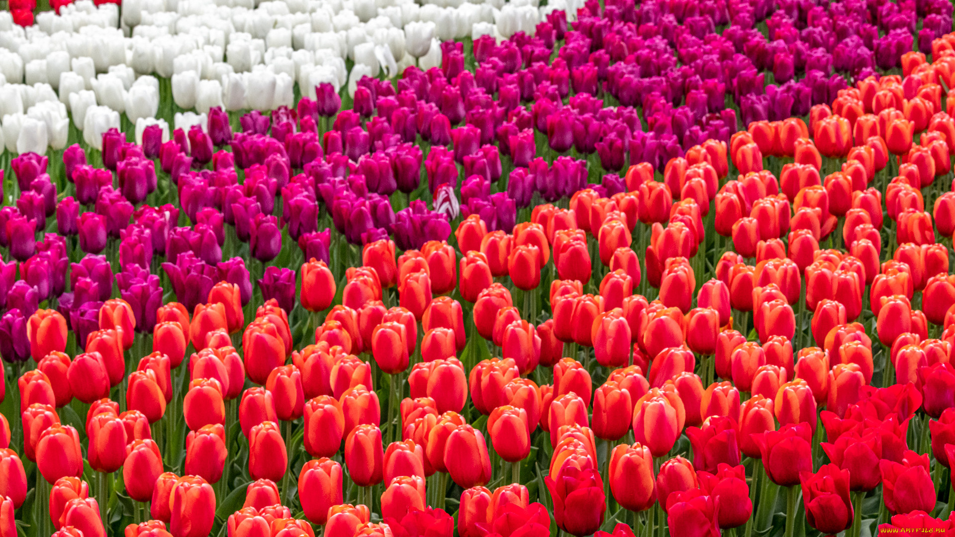 цветы, тюльпаны