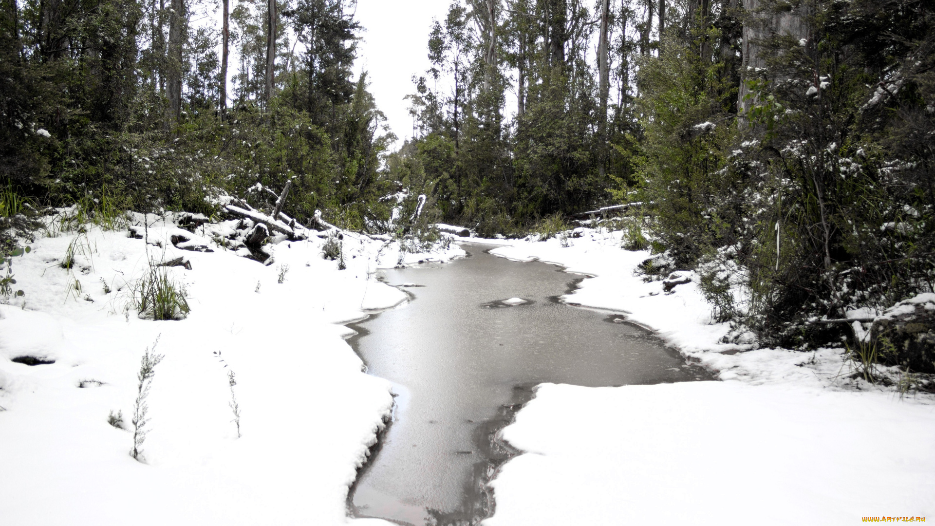 природа, лес, деревья, кусты, снег, лужа
