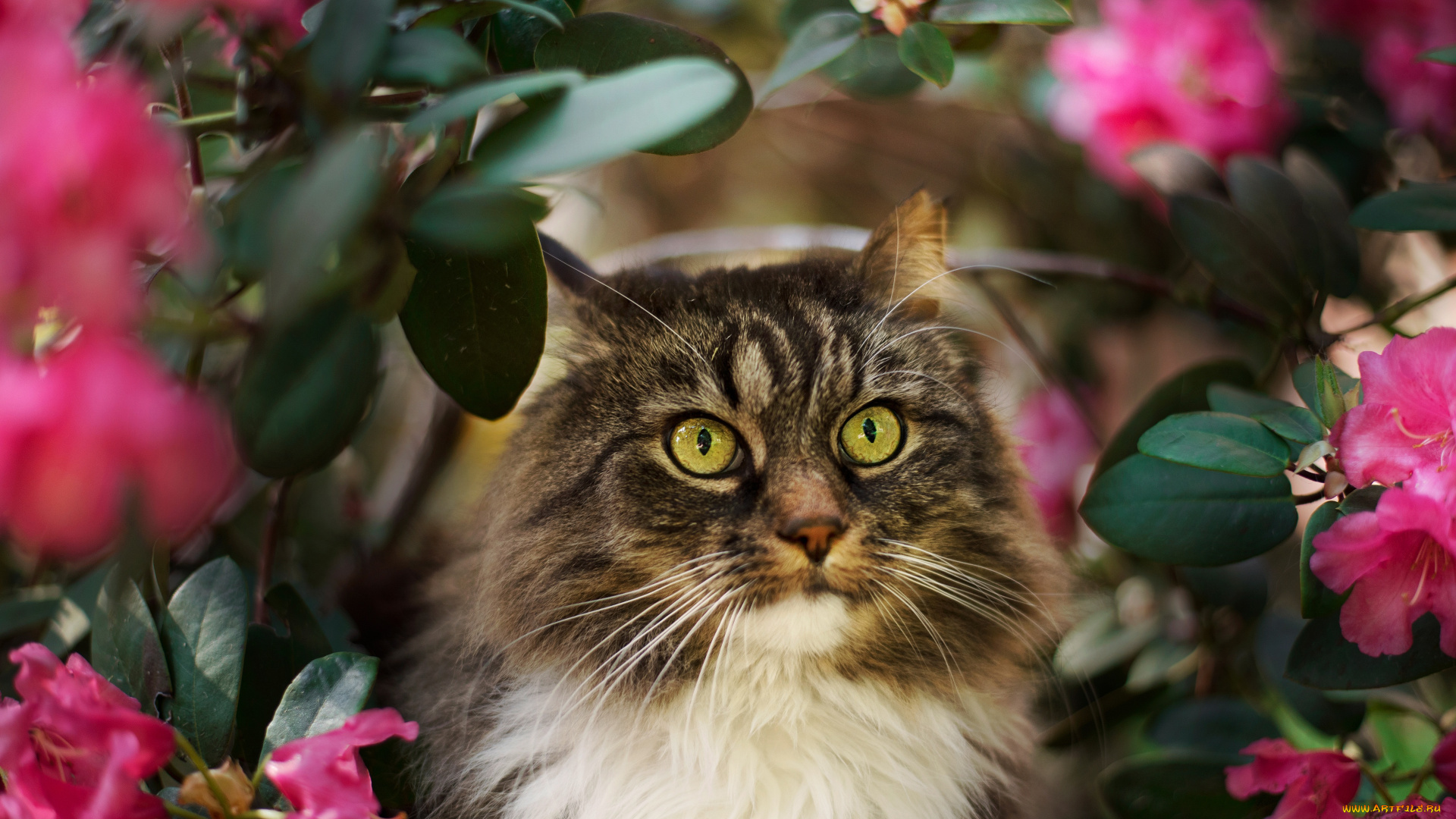 животные, коты, кот, кошка