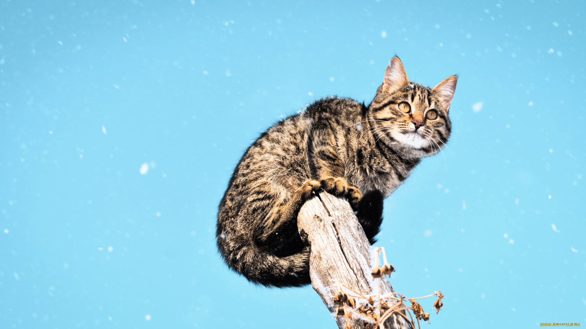 животные, коты, кот, столб, небо