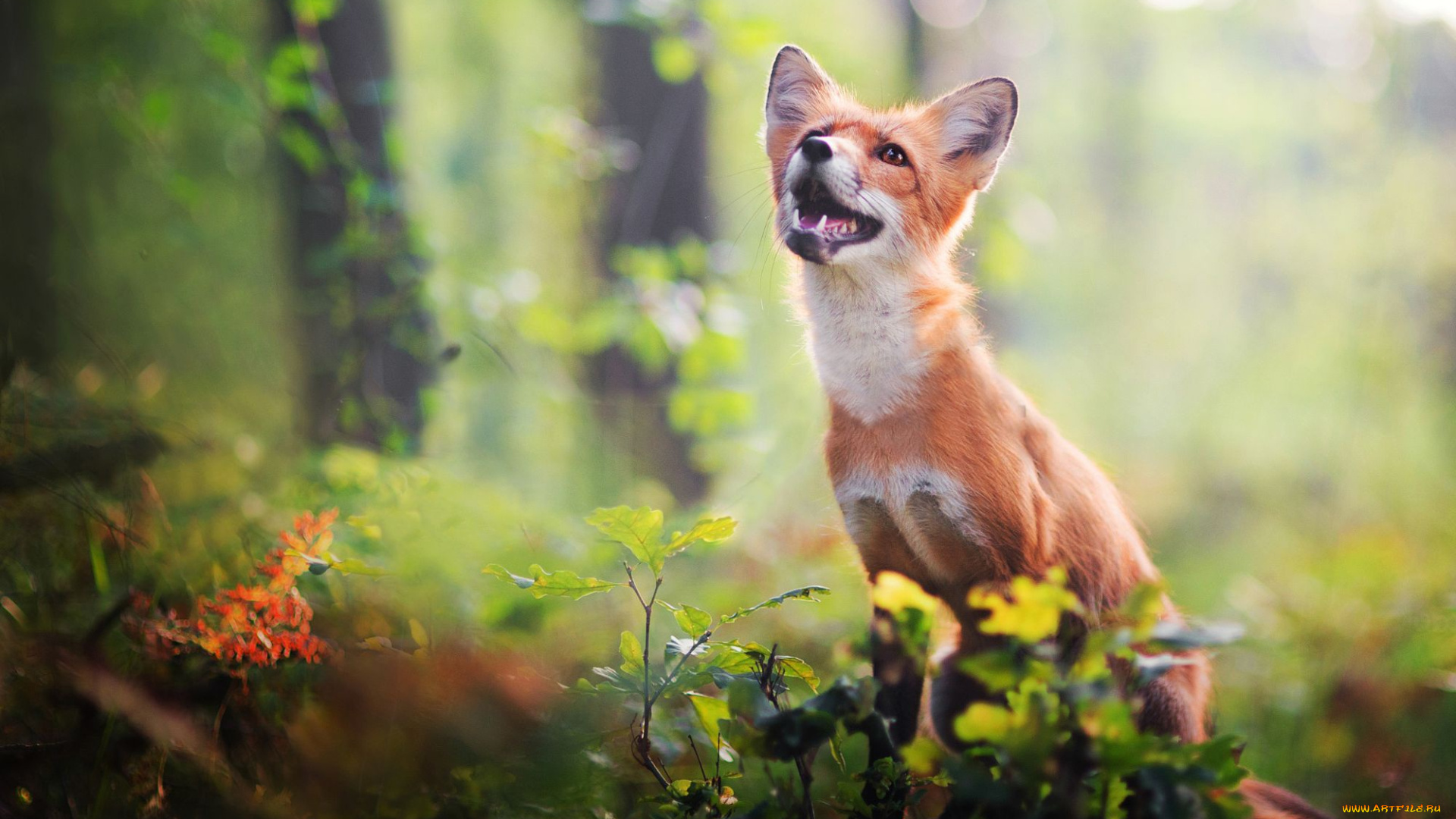 животные, лисы, лис