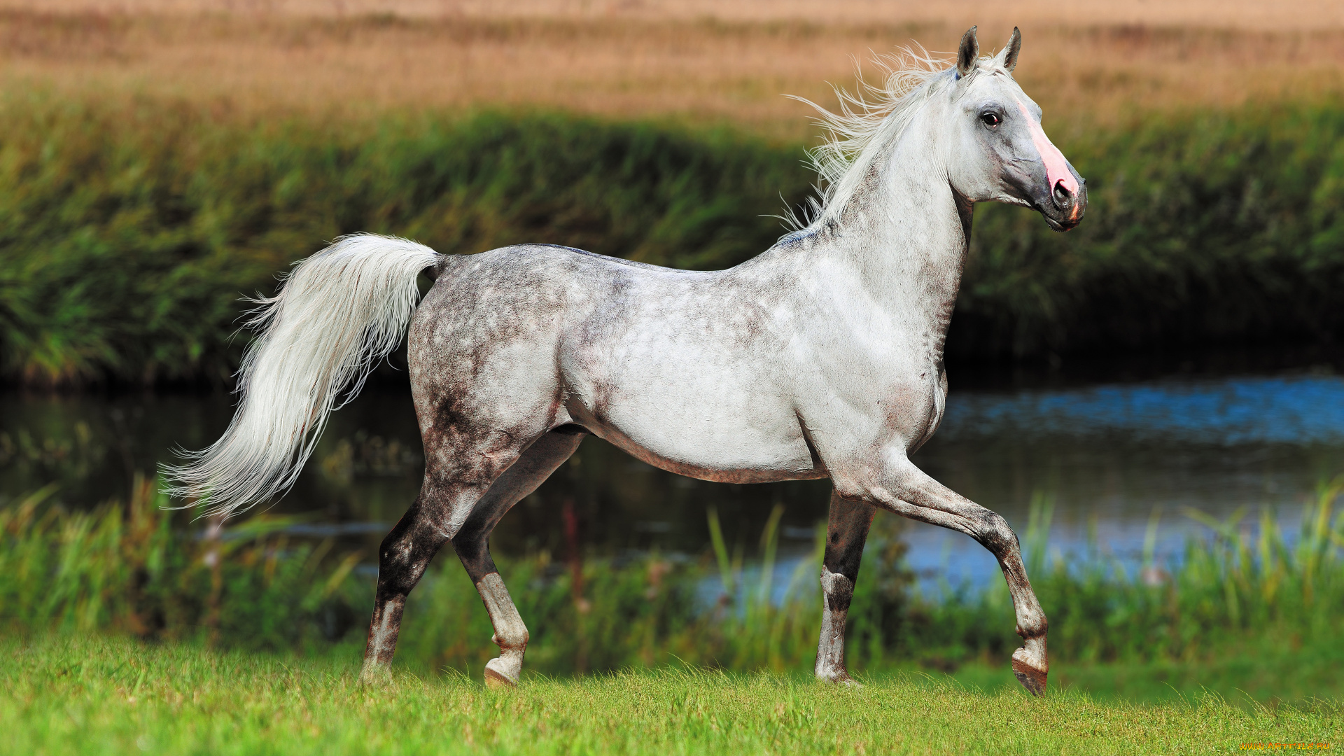 животные, лошади, лошадь