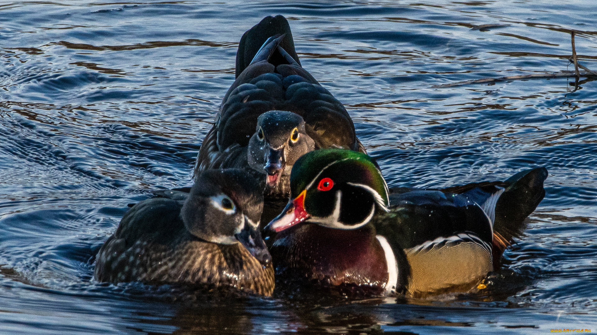 животные, утки