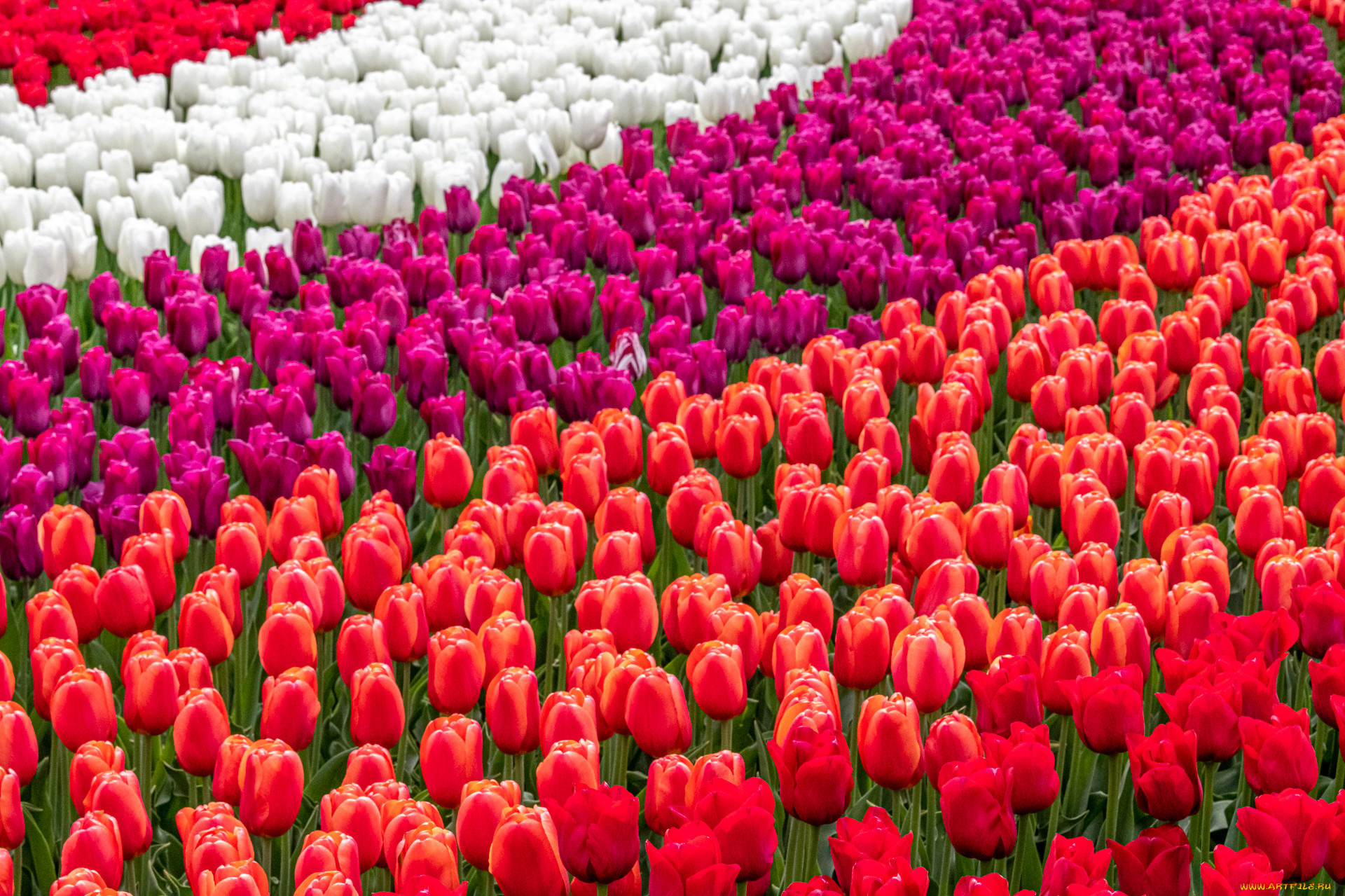 цветы, тюльпаны