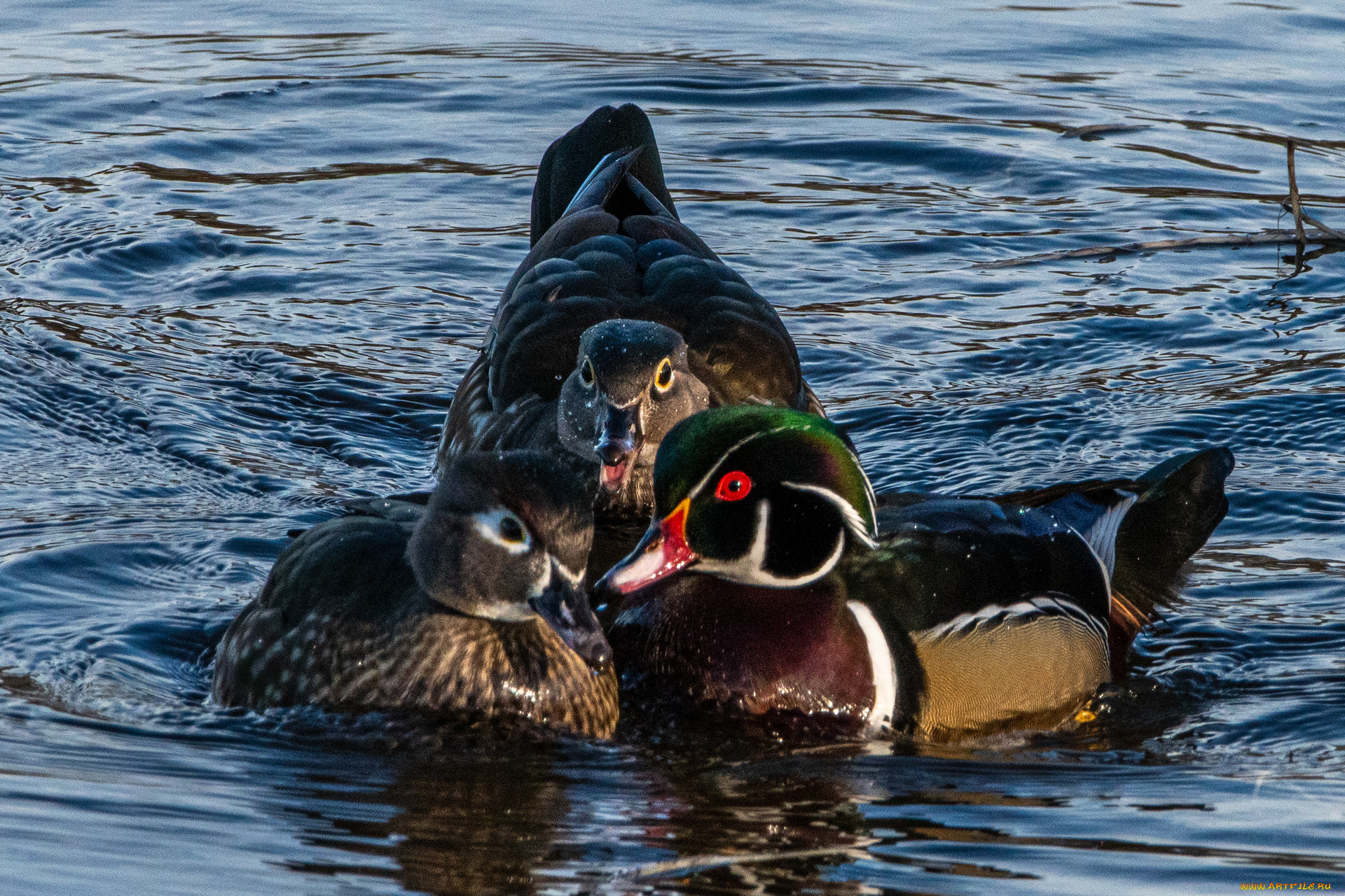 животные, утки