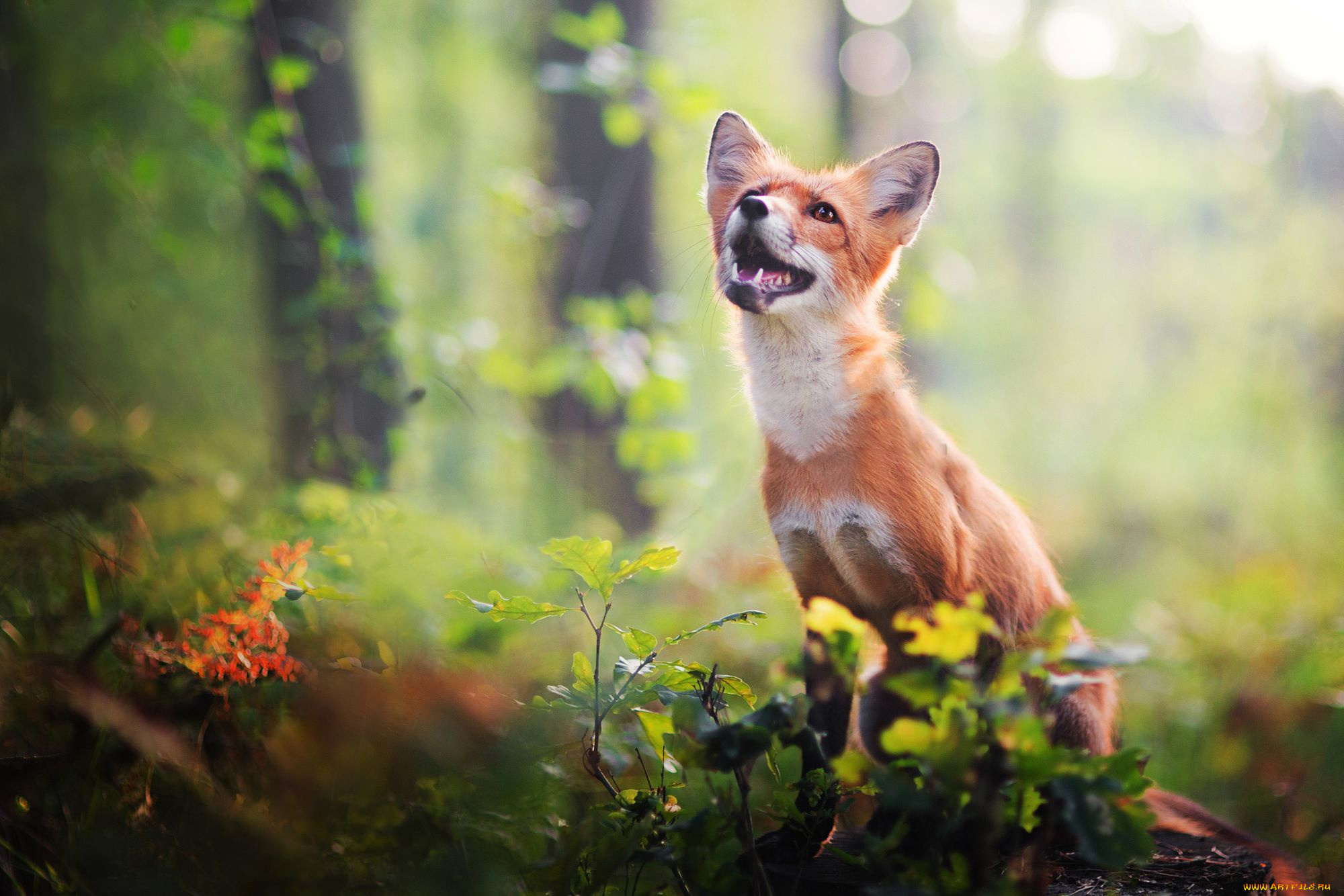 животные, лисы, лис