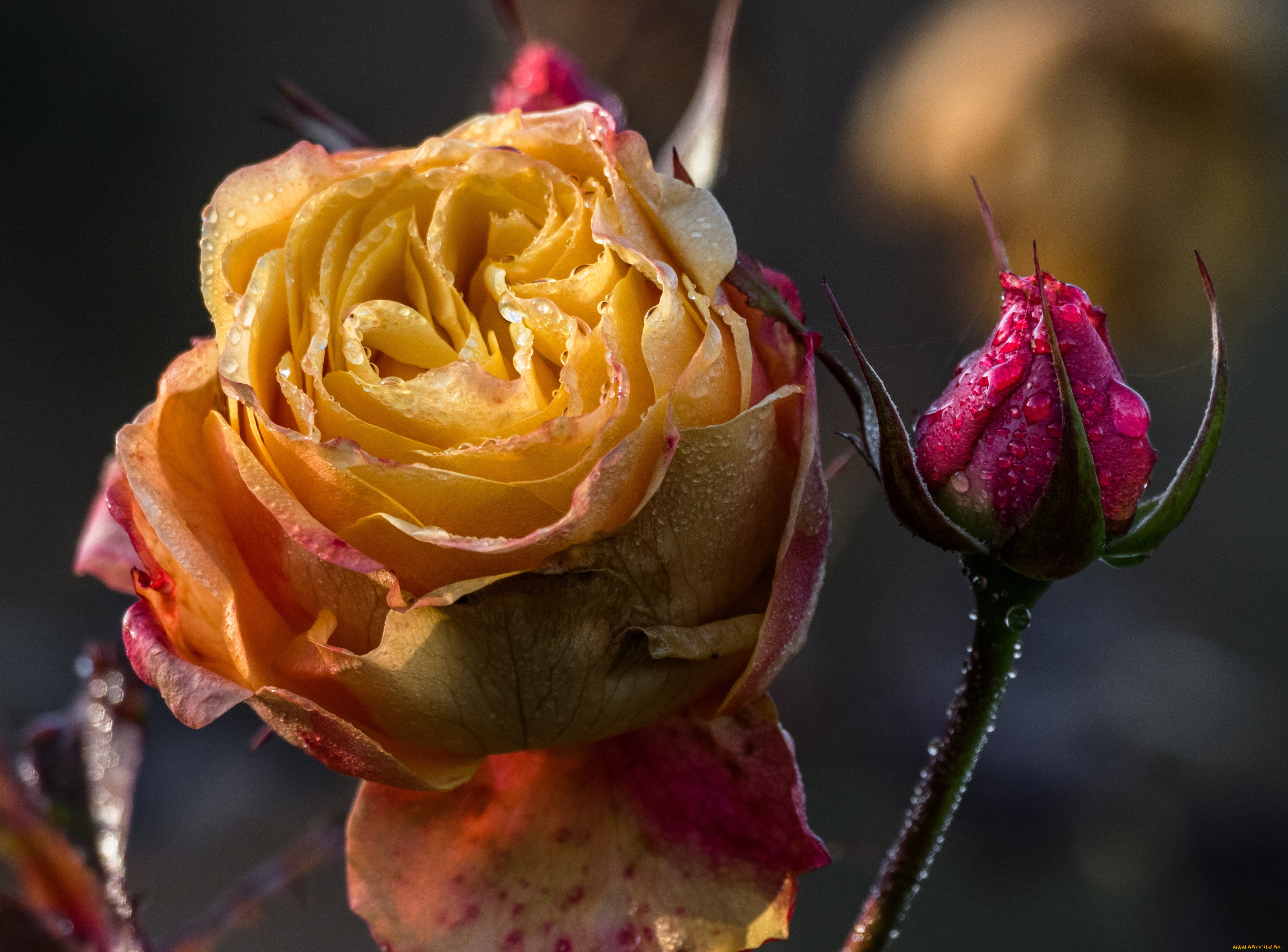 цветы, розы