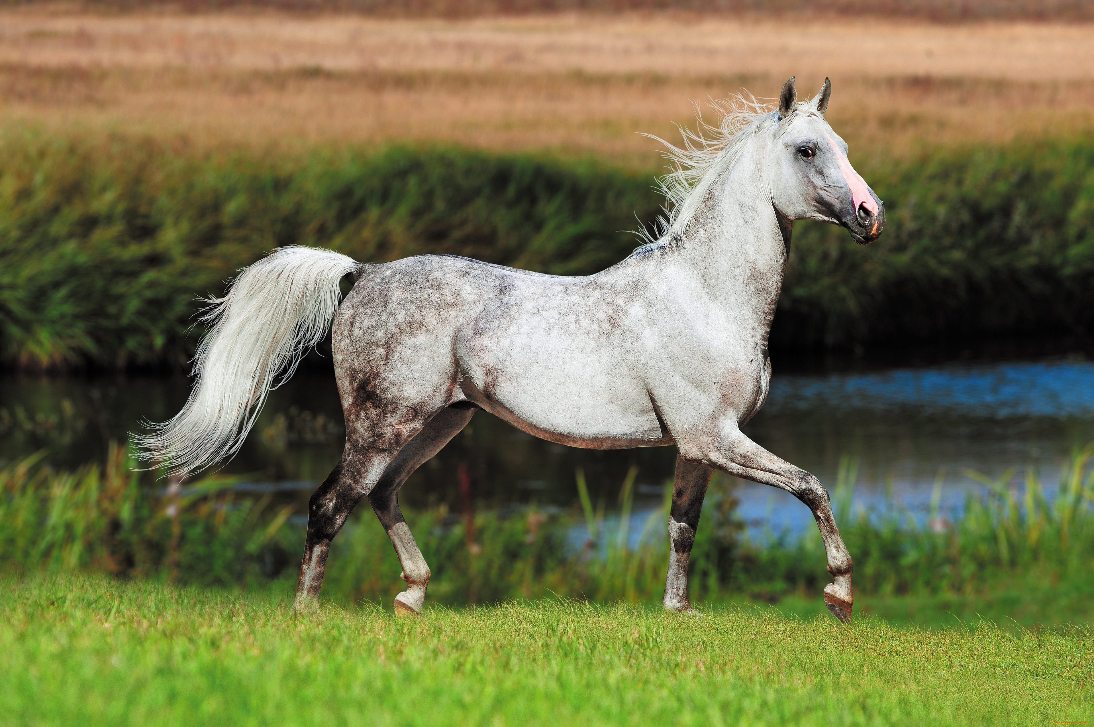 животные, лошади, лошадь