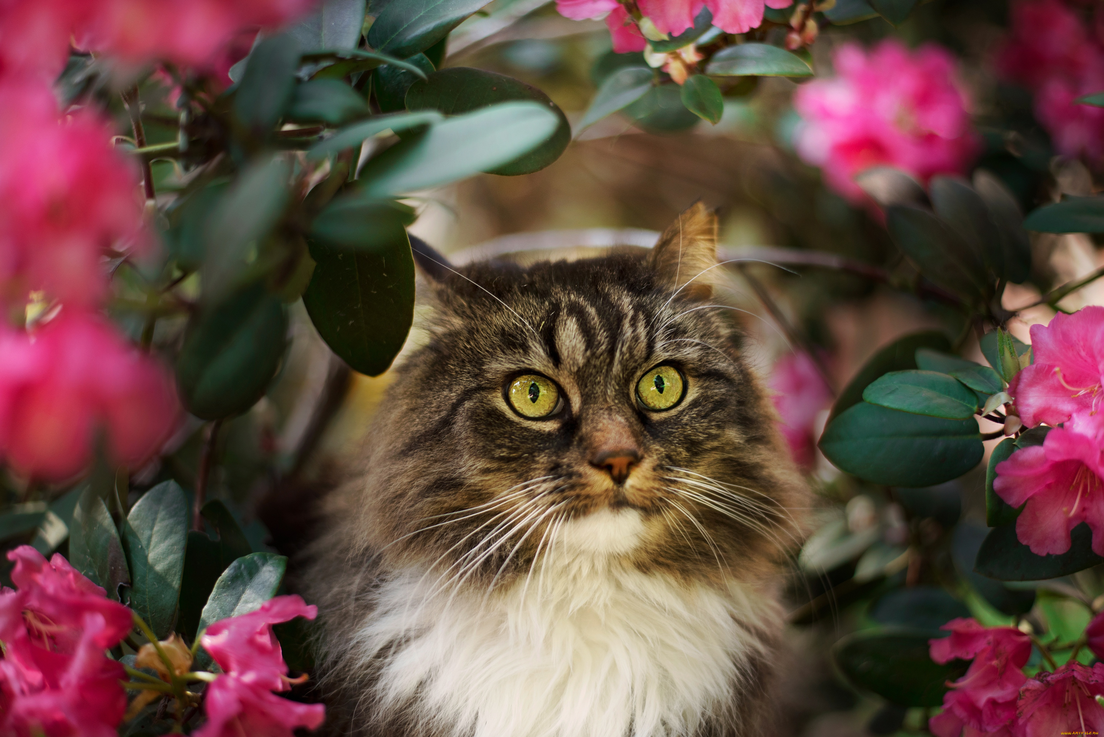 животные, коты, кот, кошка