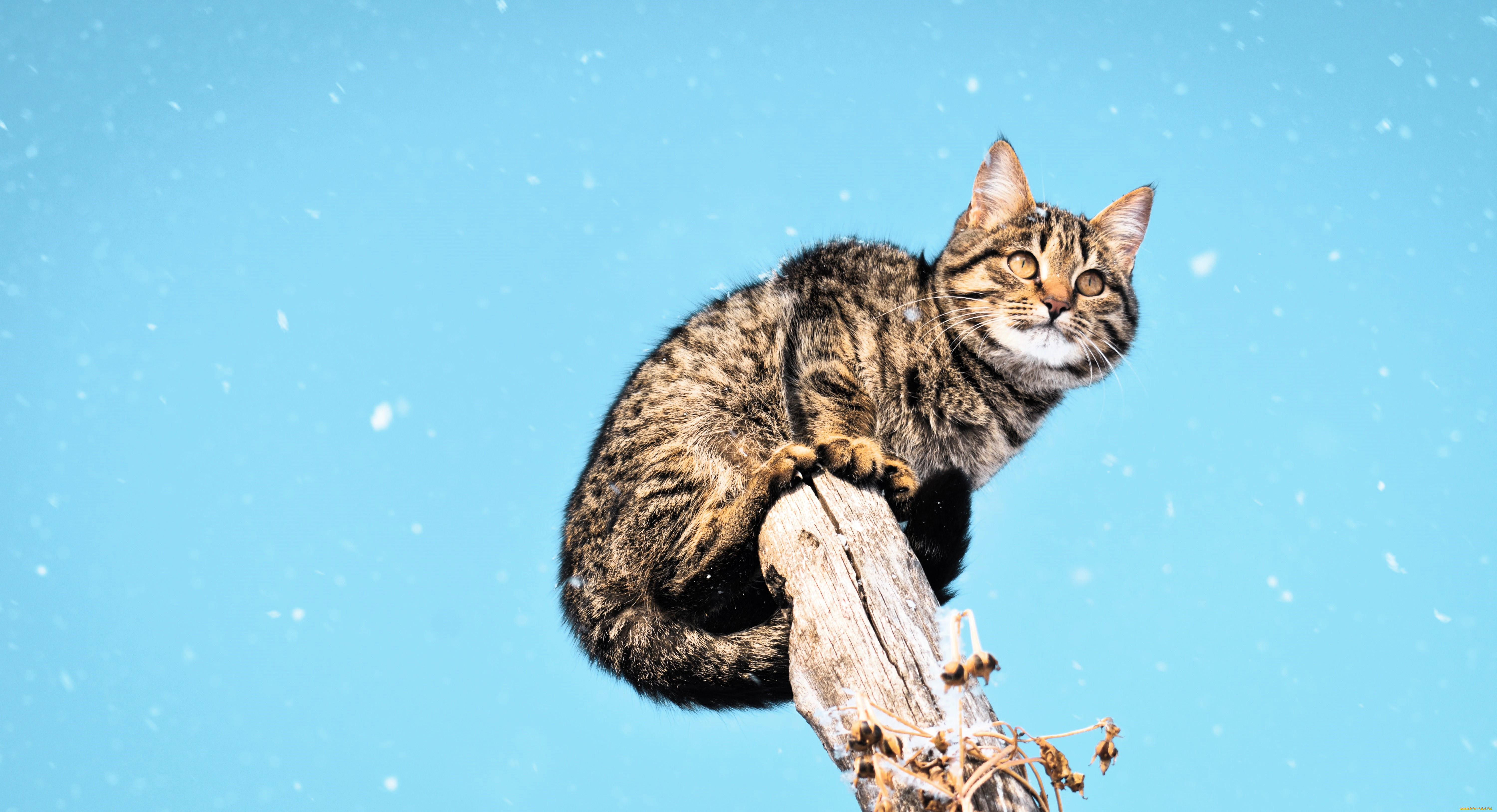 животные, коты, кот, столб, небо